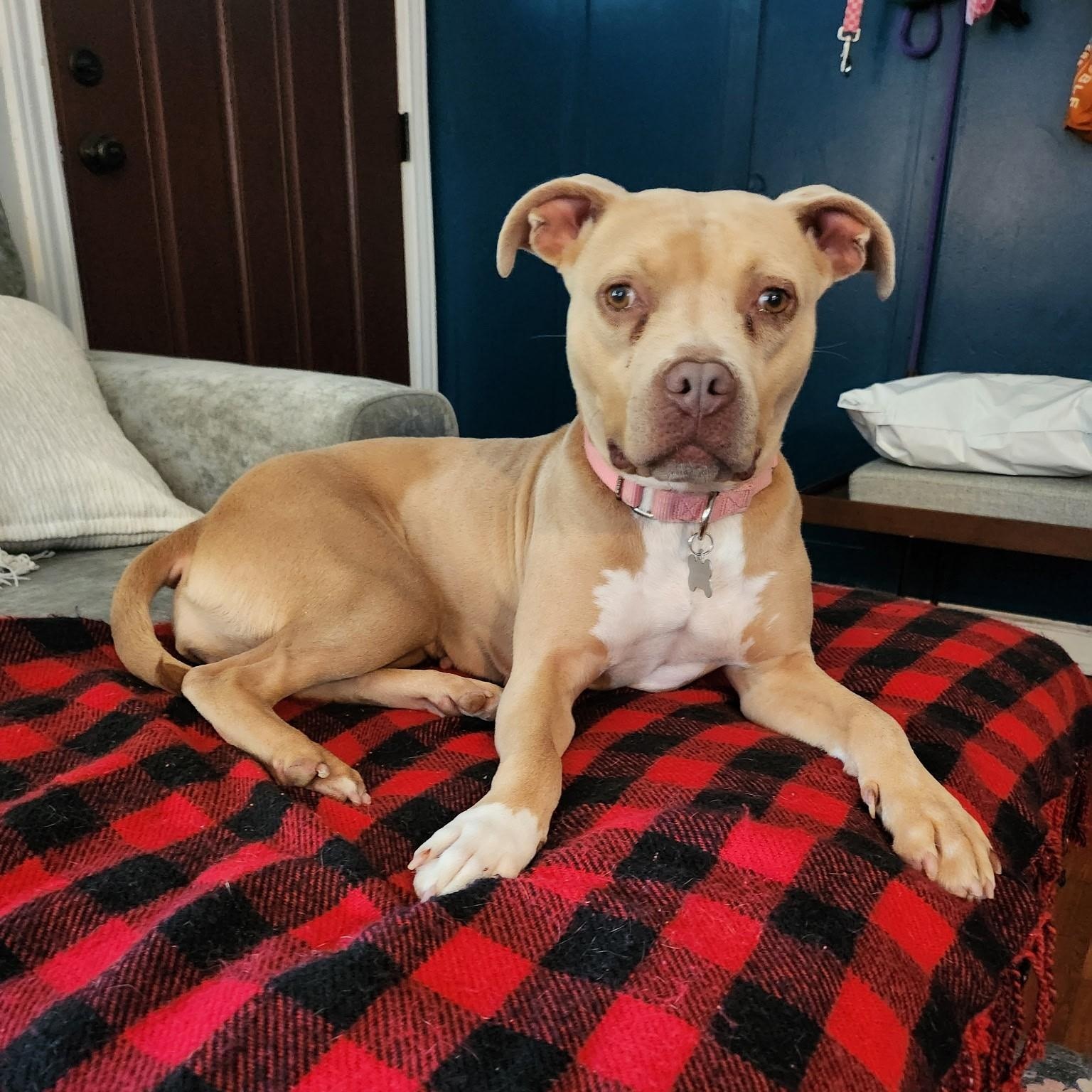 lil Debbie, Adoptable, Adult Female Pit Bull Terrier.