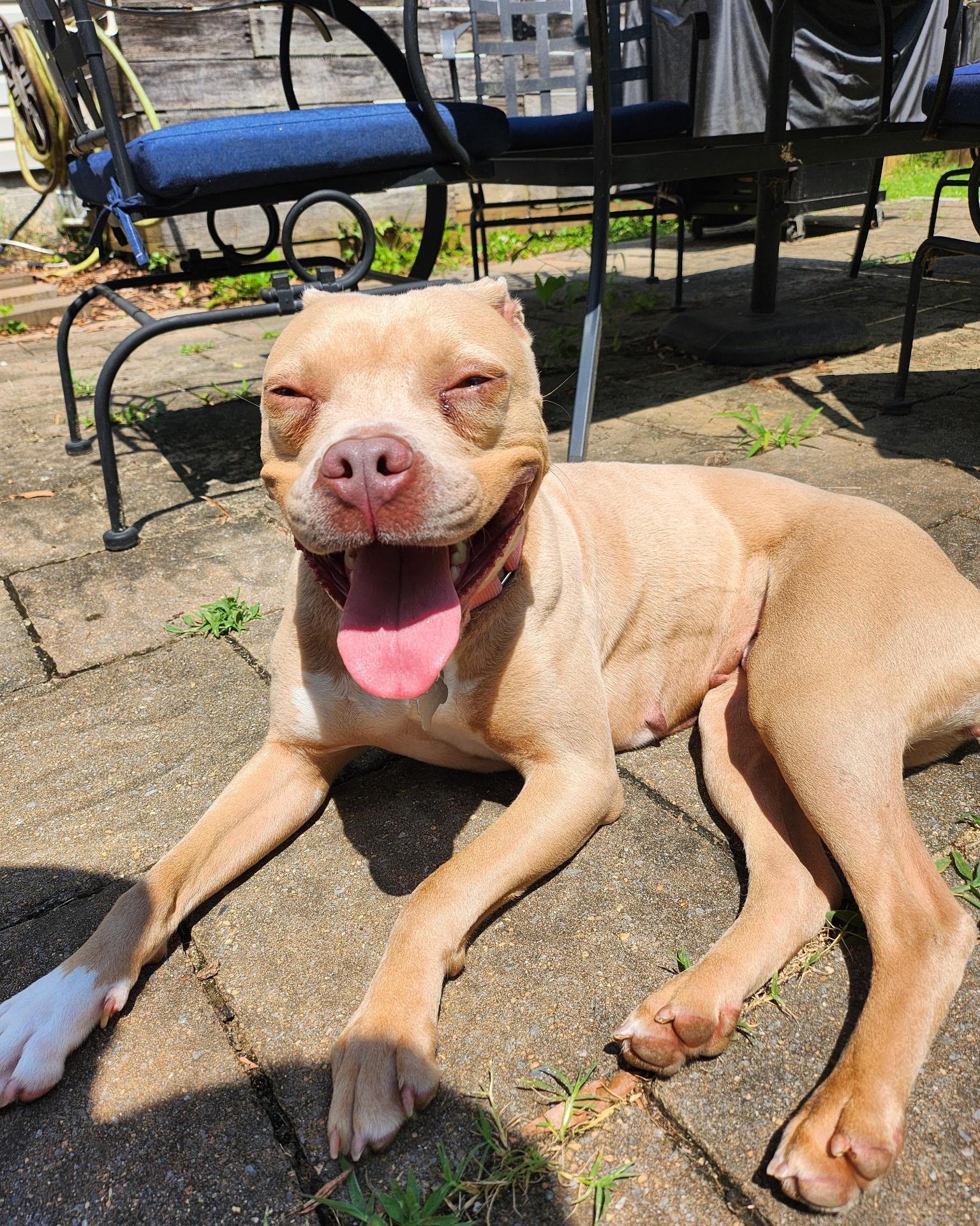 Enlarge lil Debbie, a Adoptable Pit Bull Terrier in Richmond, VA image 4/6