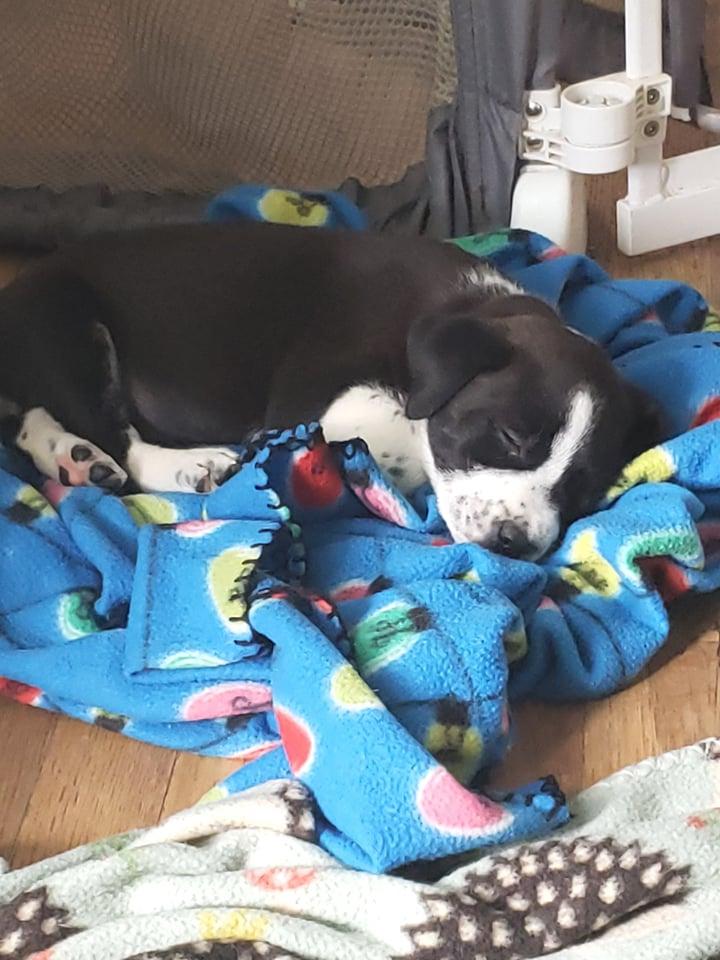 Enlarge Shirley, a Adoptable Border Collie in Poplar Bluff, MO image 1/5