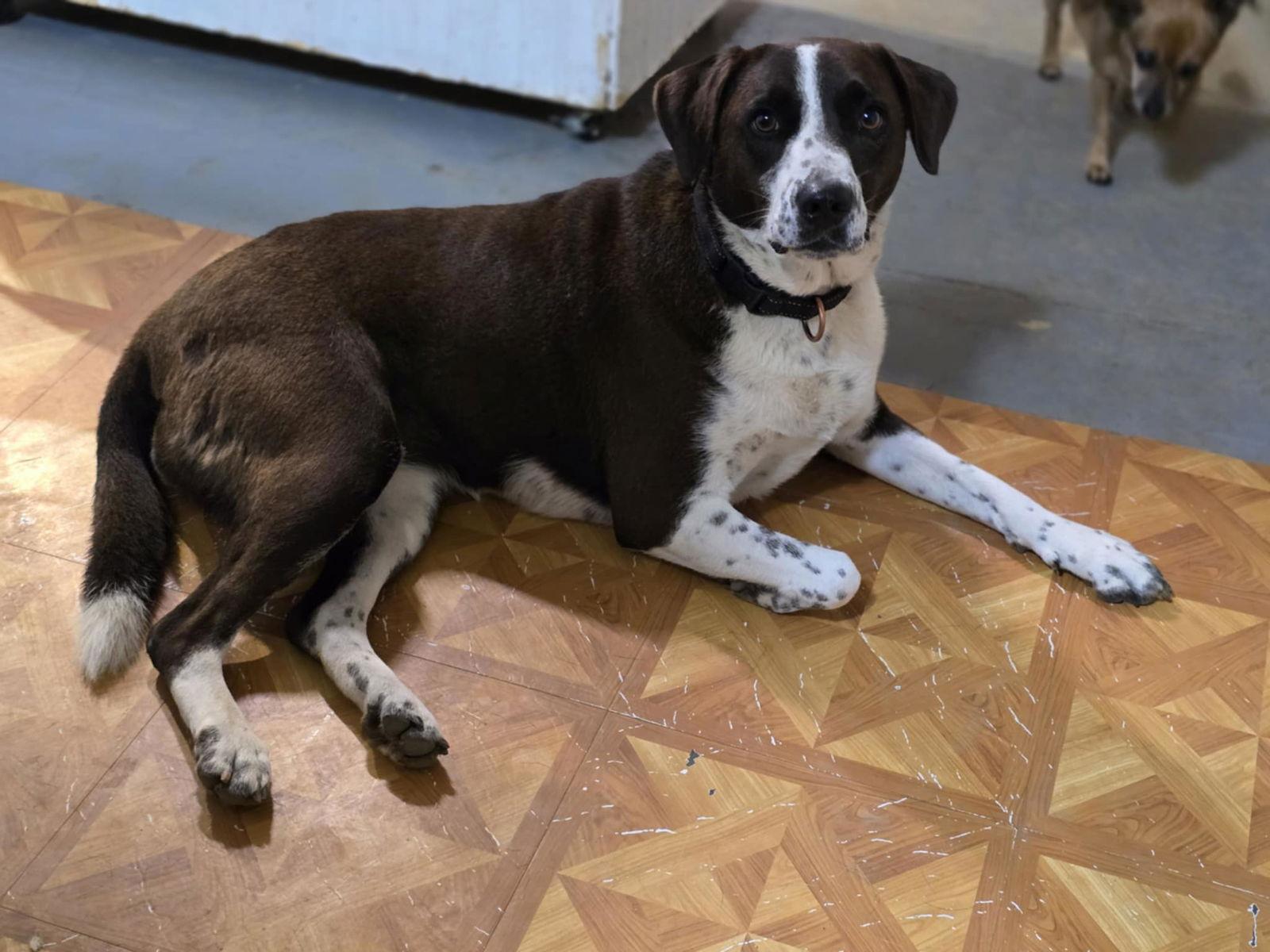 Enlarge Shirley, a Adoptable Border Collie in Poplar Bluff, MO image 3/5