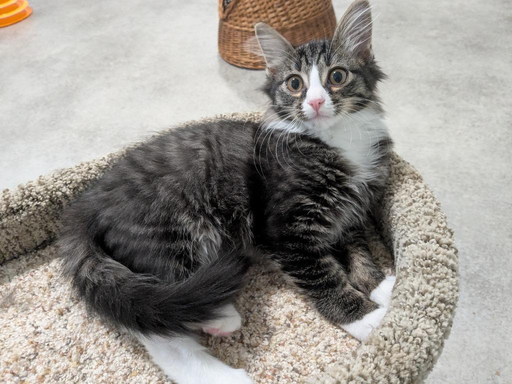 Carson, Adoptable, Kitten Male Domestic Medium Hair & Tabby (Brown).