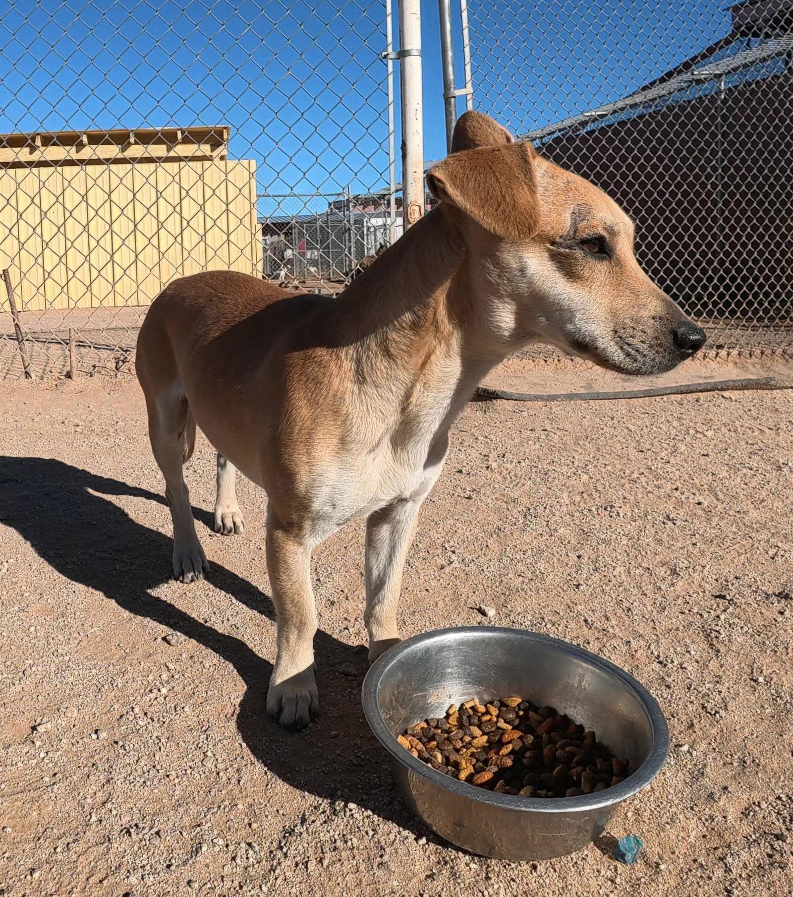 Enlarge Brian, a Adopted mixed breed in Queen Creek, AZ image 1/3