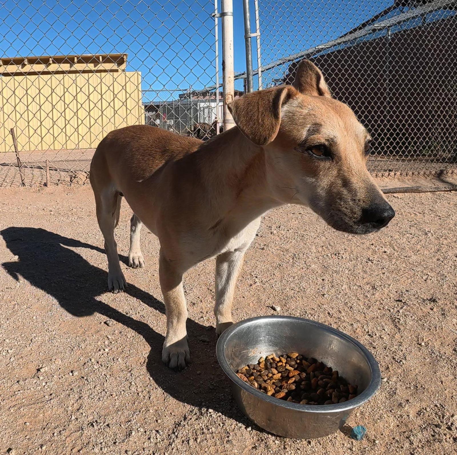 Enlarge Brian, a Adopted mixed breed in Queen Creek, AZ image 2/3