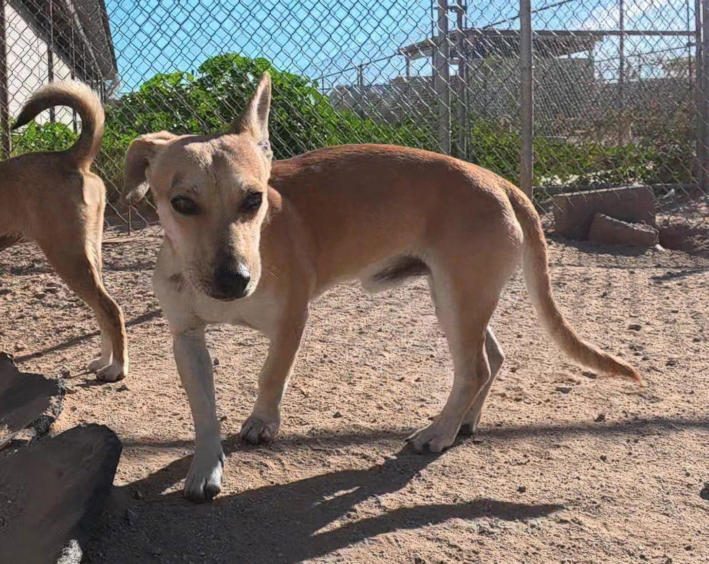 Enlarge Brian, a Adopted mixed breed in Queen Creek, AZ image 3/3