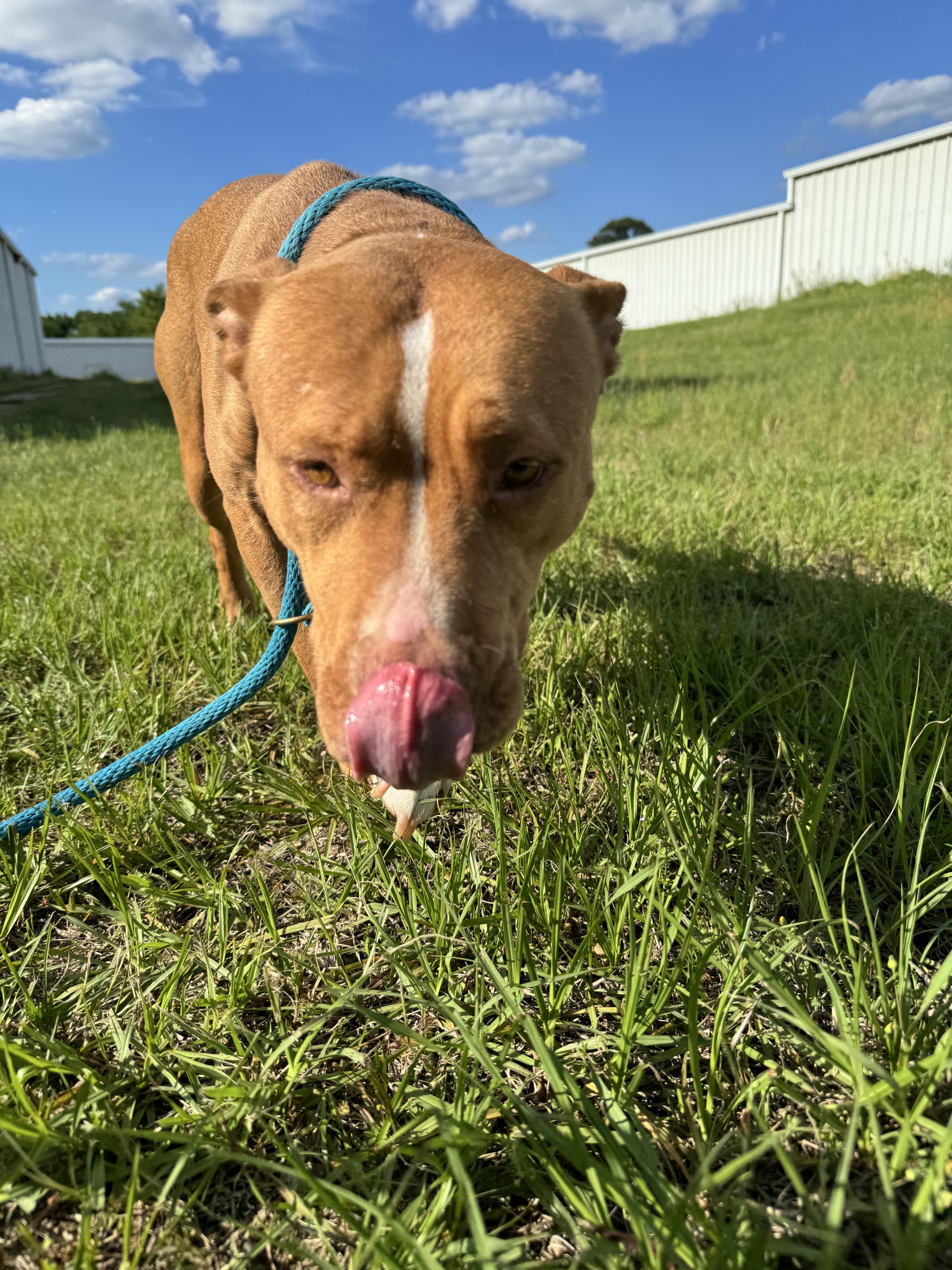 Sienna, an adoptable American Staffordshire Terrier in Fargo, ND, 58103 | Photo Image 5