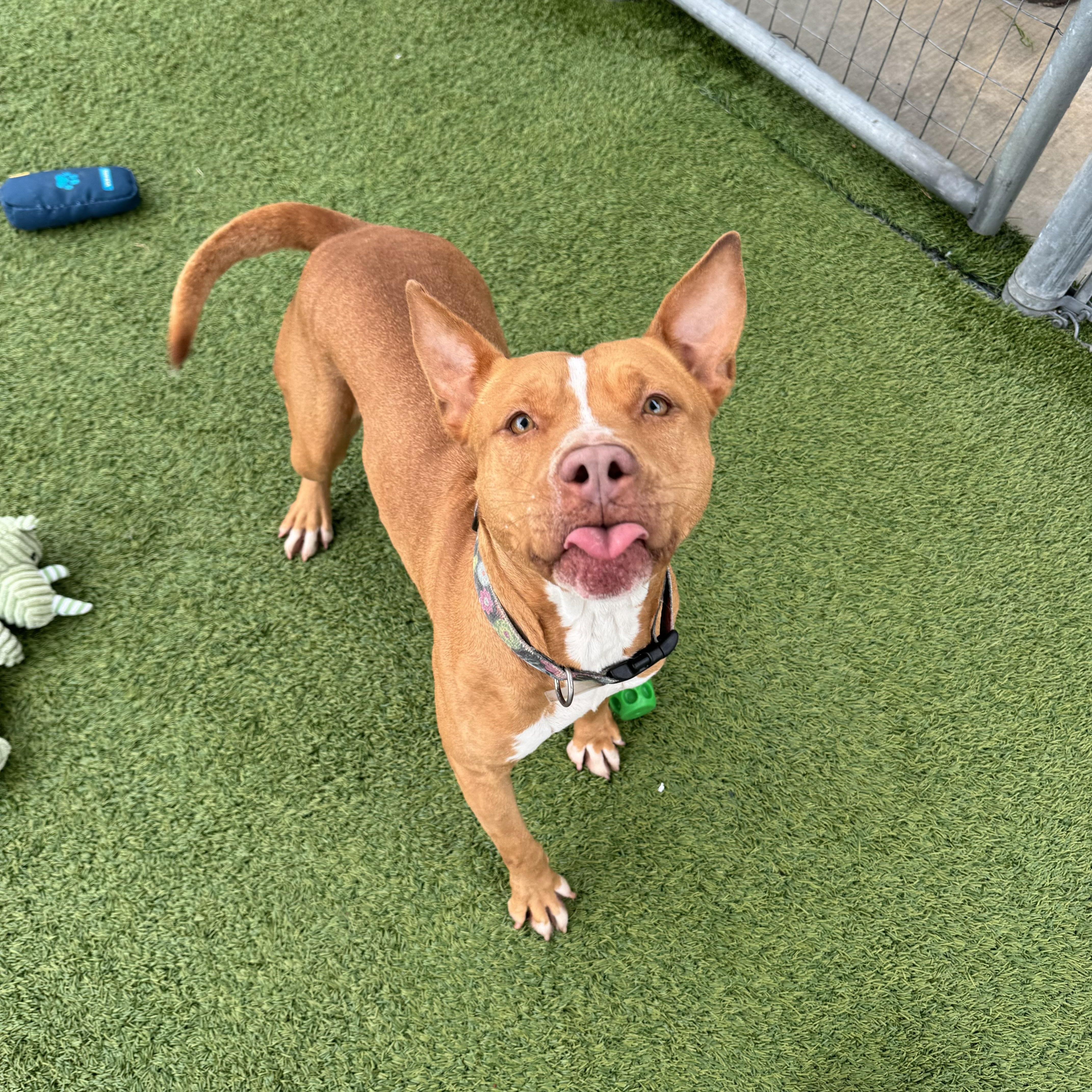 Sienna, an adoptable American Staffordshire Terrier in Fargo, ND, 58103 | Photo Image 4