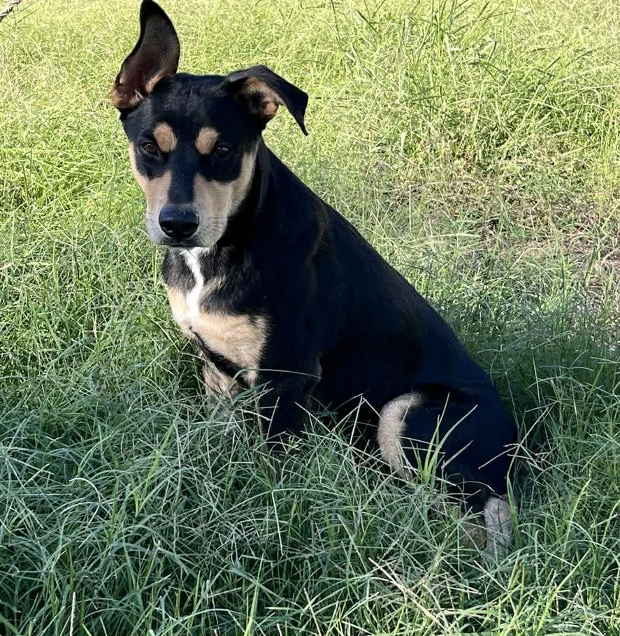 Enlarge Hank, a Adoptable mixed breed in Grand Rapids, MI image 2/6