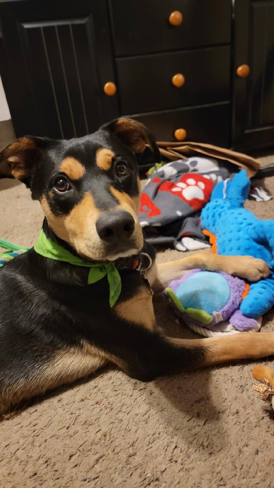 Hank, Adoptable, Puppy Male Shepherd.