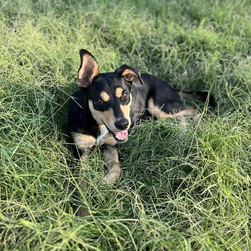 Enlarge Hank, a Adoptable mixed breed in Grand Rapids, MI image 3/6