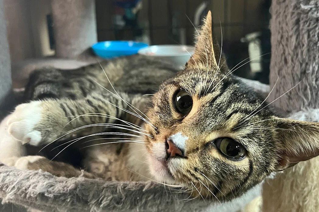 Enlarge Roy 1.1.25, a Adoptable Domestic Short Hair in Apopka, FL image 1/2