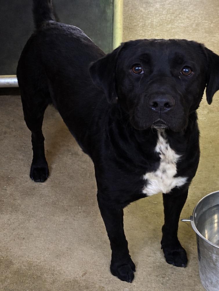 Larry, Adoptable, Young Male Labrador Retriever & Rottweiler.