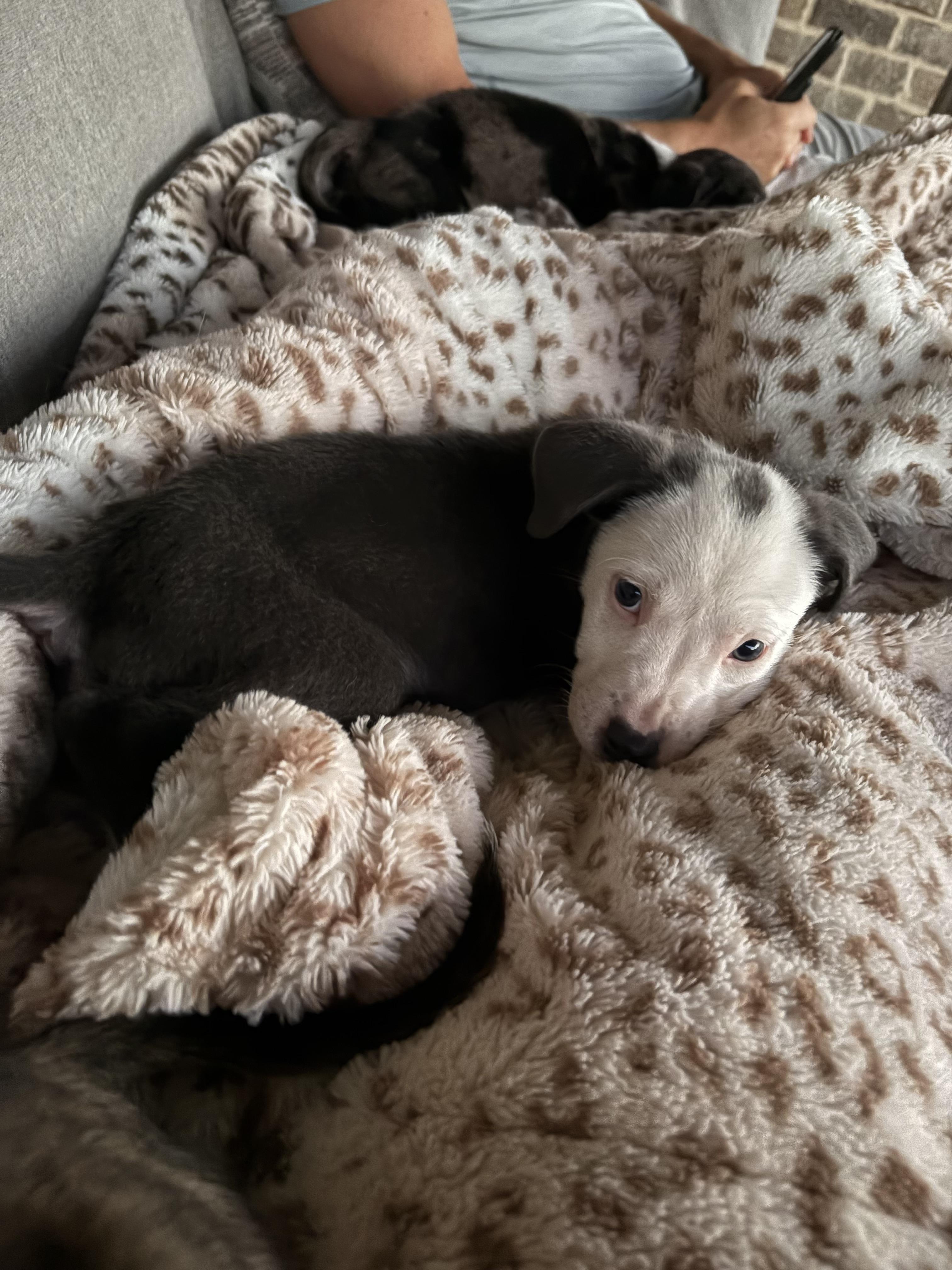 Brummy, Adoptable, Puppy Male Australian Shepherd & Catahoula Leopard Dog.