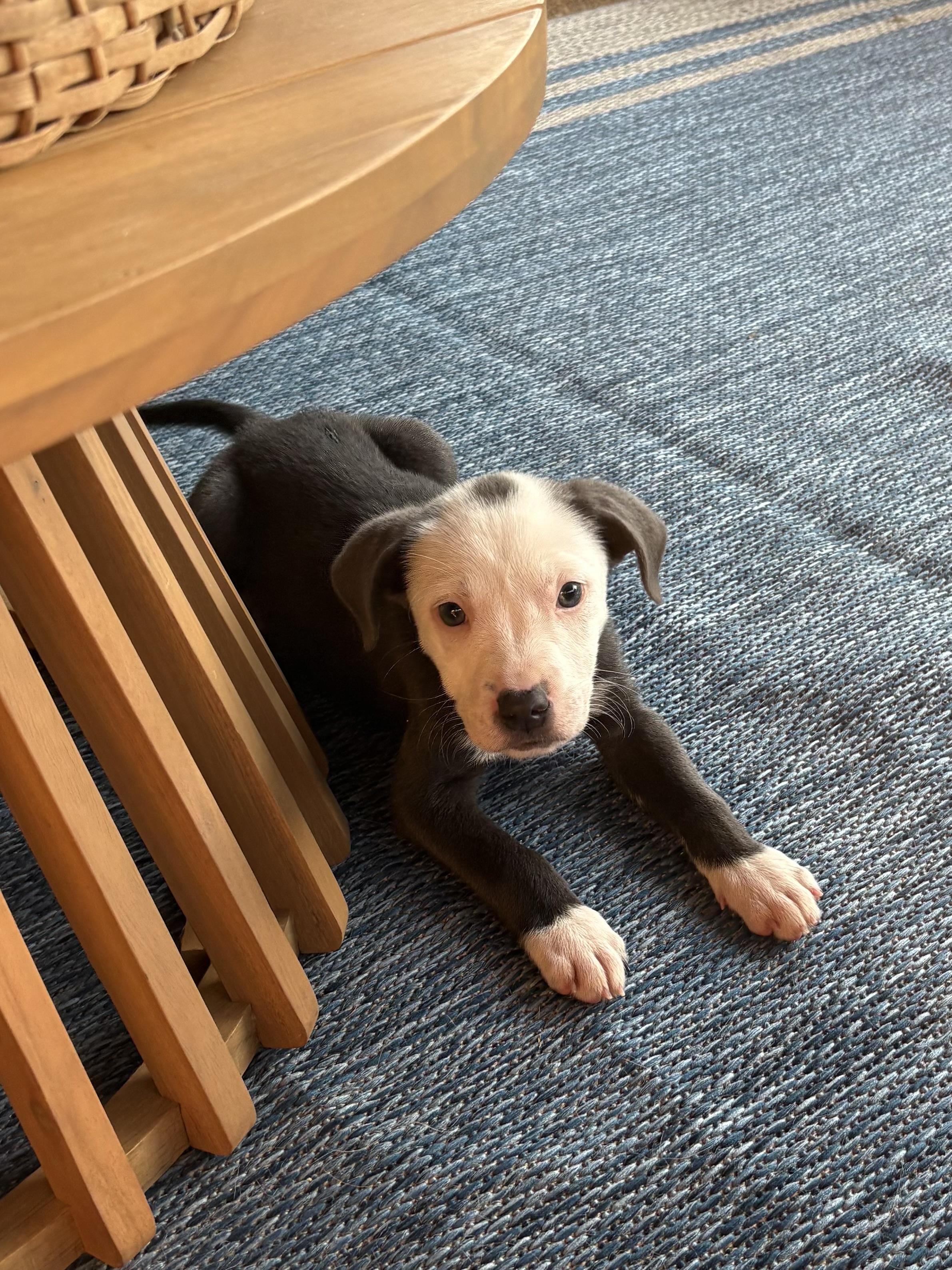 Brummy, a Adoptable mixed breed in Arlington , VA image 2/5