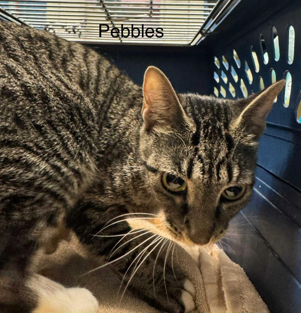 Enlarge Pebbles, a Adopted mixed breed in Utica, MI image 1/1