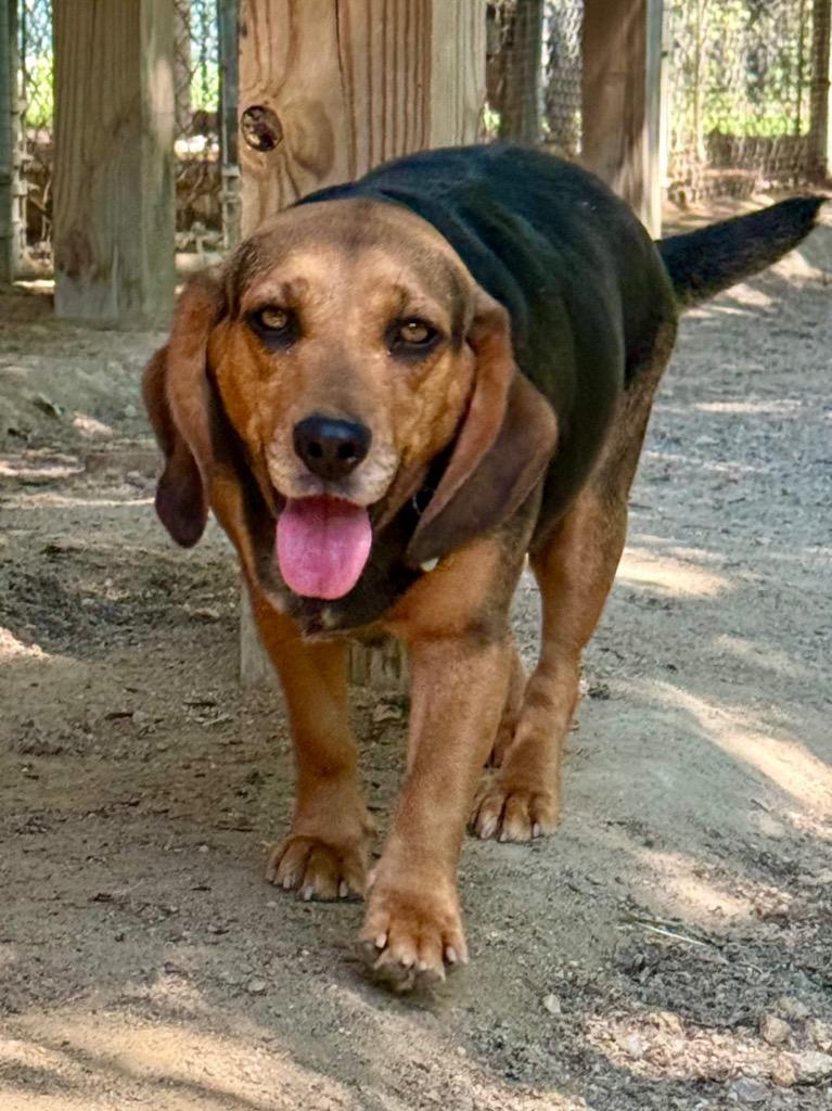 Chonk, Adoptable, Young Female Beagle.