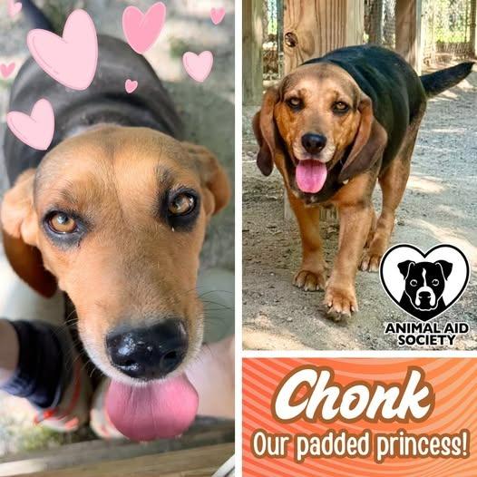 Enlarge Chonk, a Adoptable Beagle in Hampton, VA image 2/2