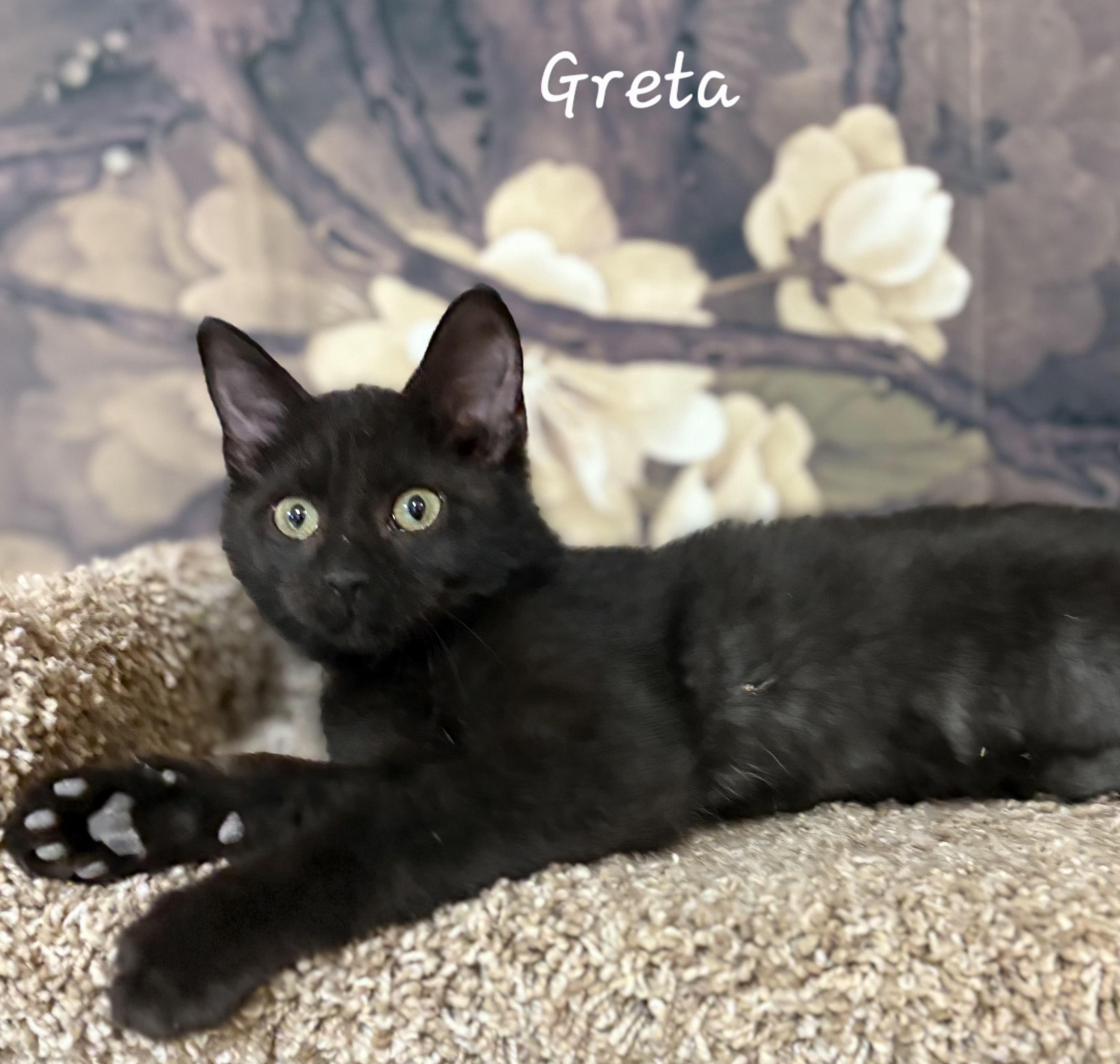 Enlarge Greta, a ADOPTABLE American Curl in Aurora, NE image 1/2