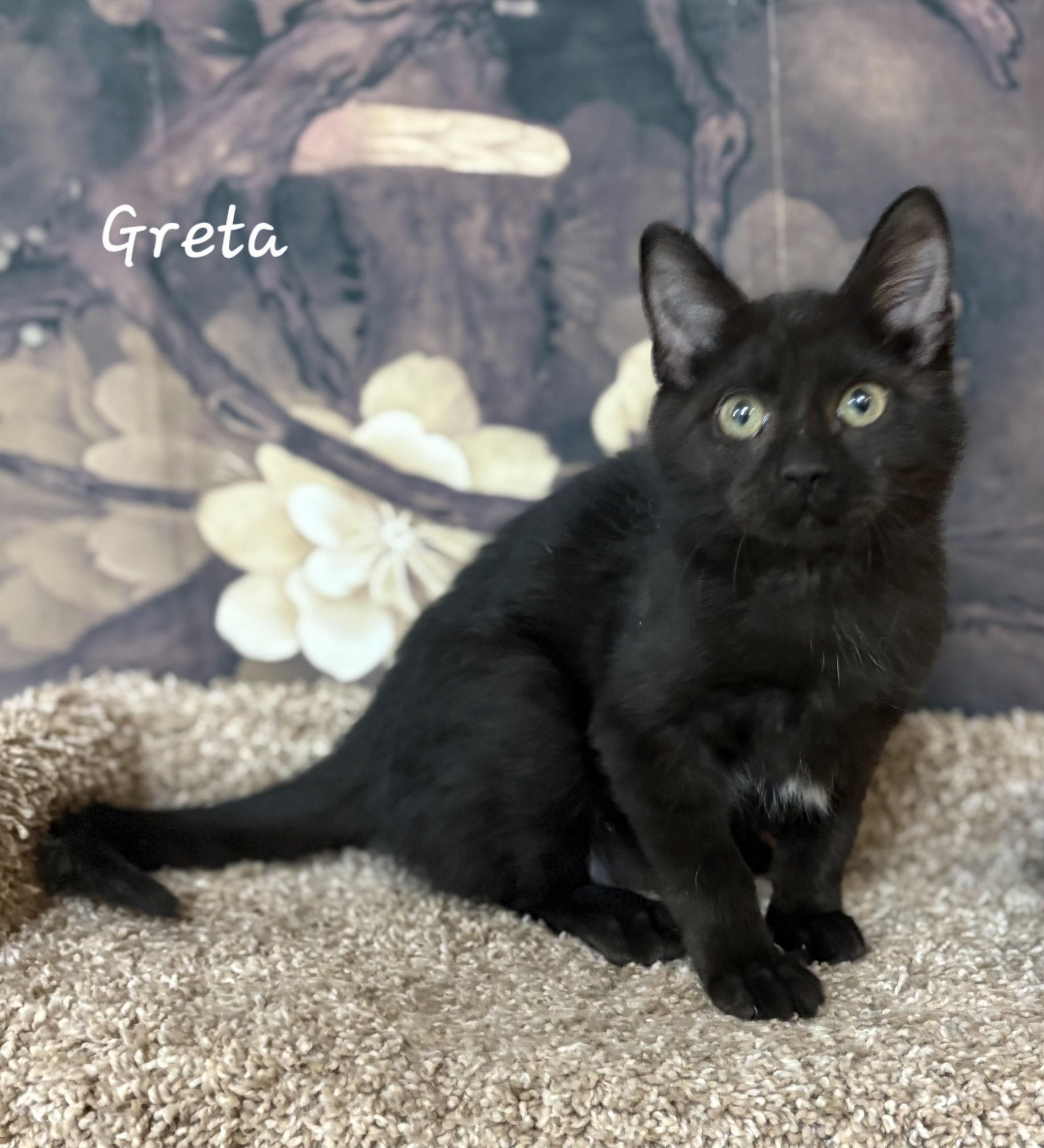 Enlarge Greta, a ADOPTABLE American Curl in Aurora, NE image 2/2