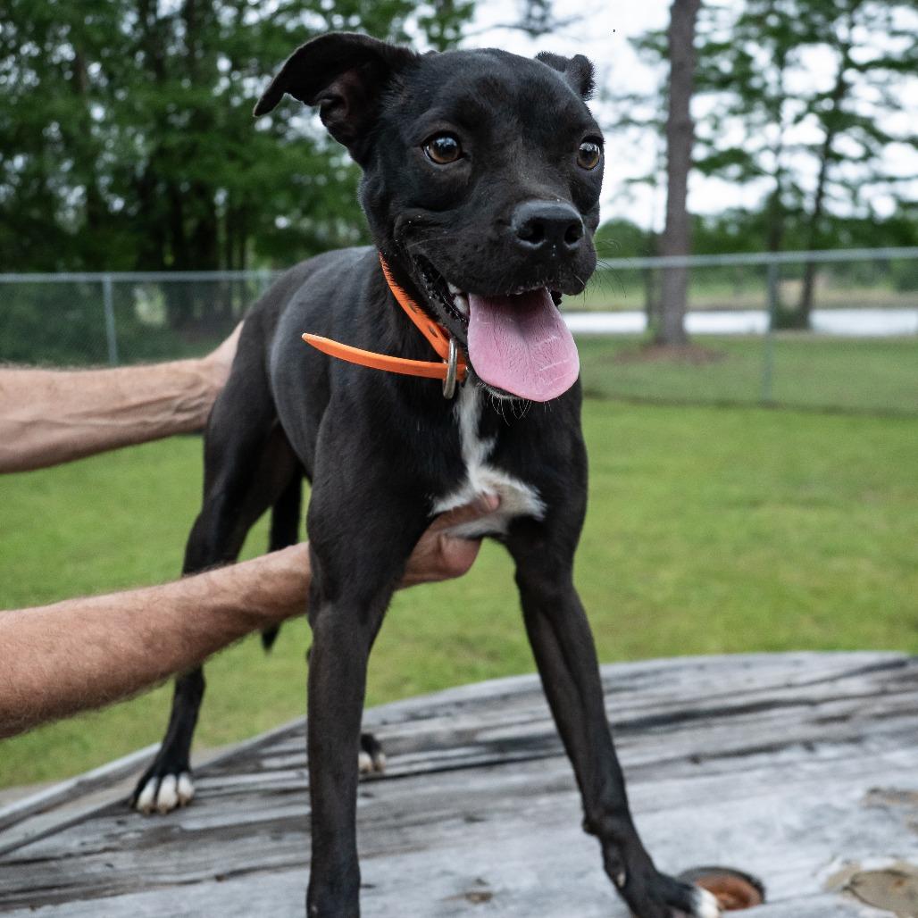 Enlarge Pheasant, a Adoptable Mixed Breed in Donalsonville, GA image 4/6