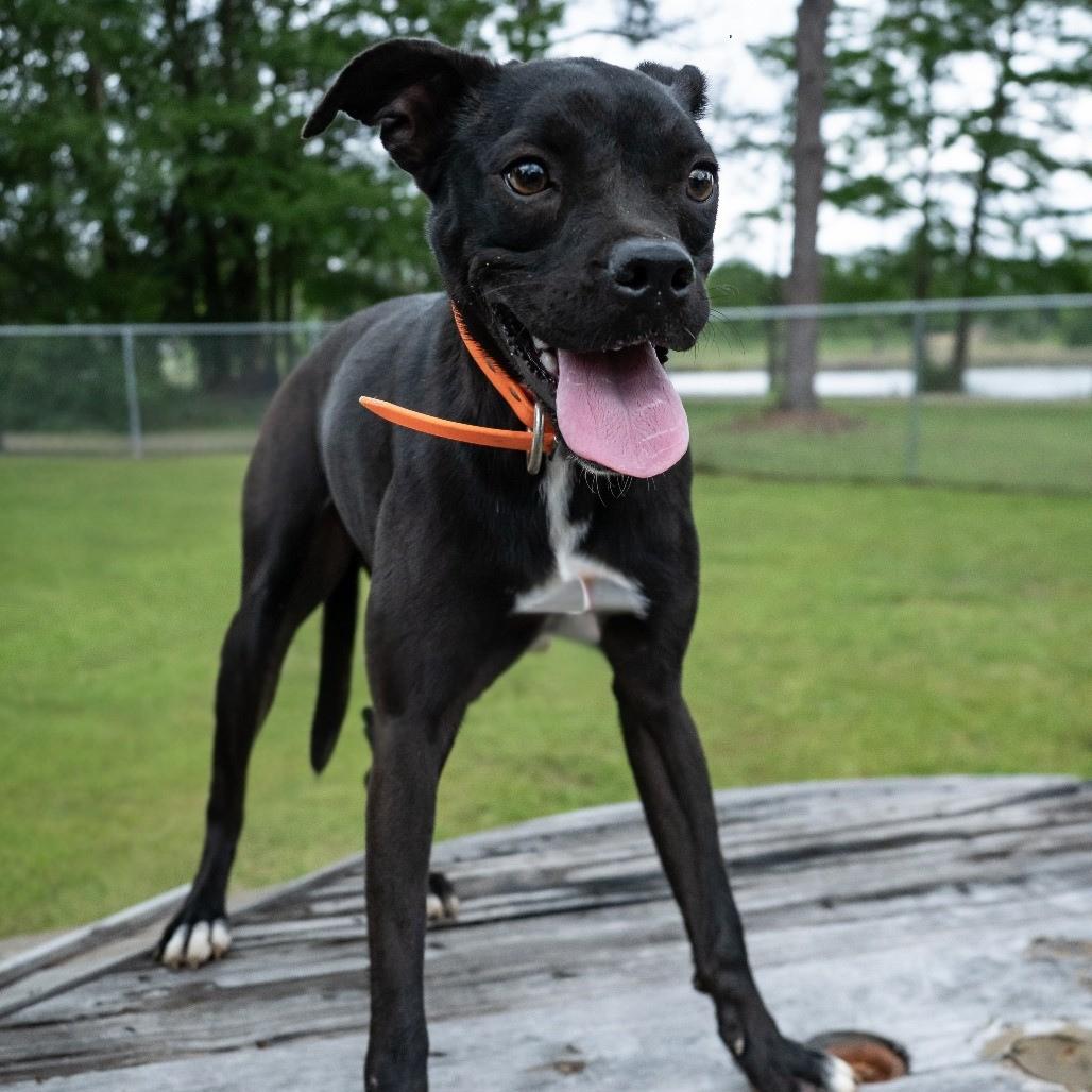 Enlarge Pheasant, a Adoptable Mixed Breed in Donalsonville, GA image 6/6