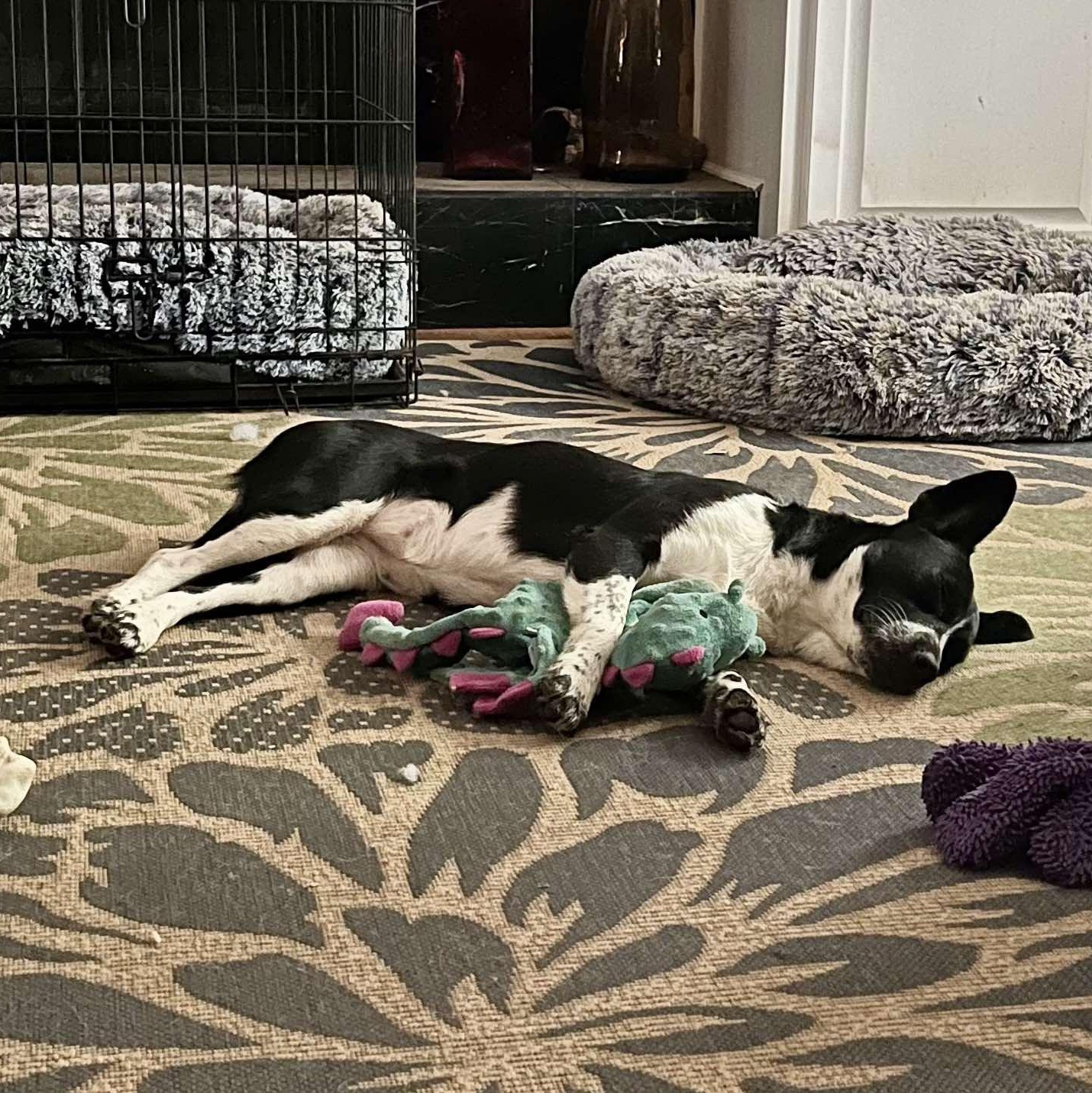 Enlarge Akira, a Adoptable mixed breed in Rochester, NY image 5/6