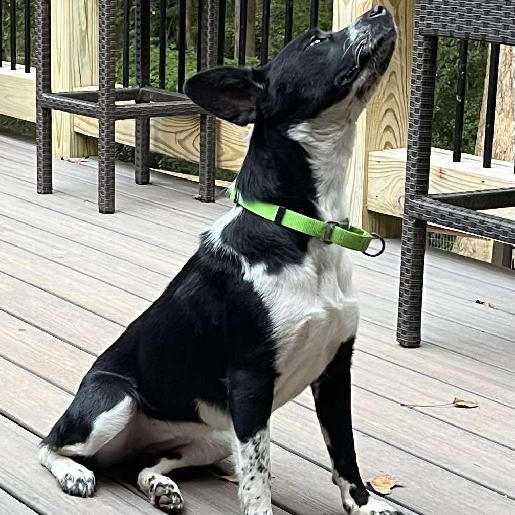 Enlarge Akira, a Adoptable mixed breed in Rochester, NY image 4/6