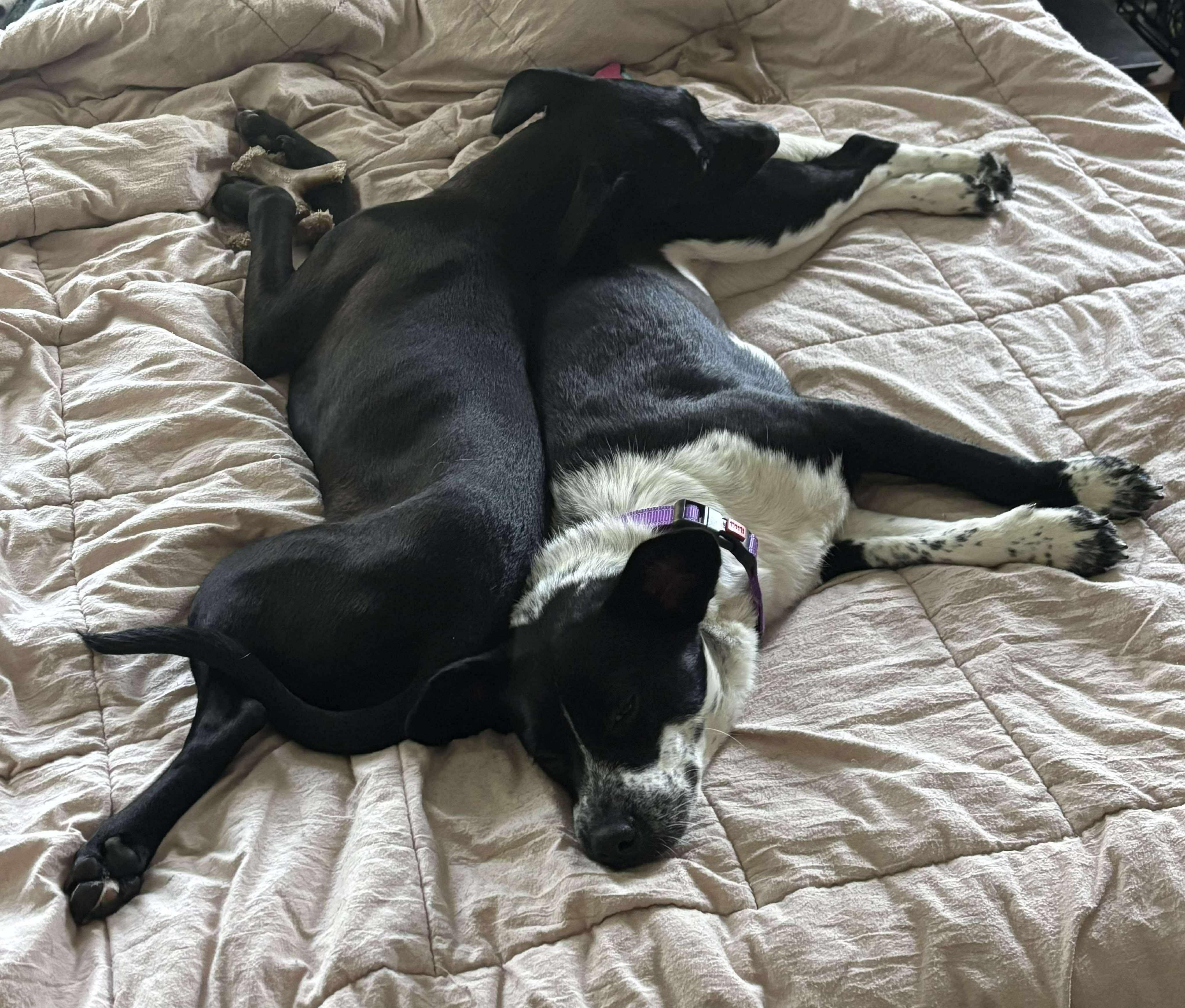 Enlarge Akira, a Adoptable mixed breed in Rochester, NY image 3/6