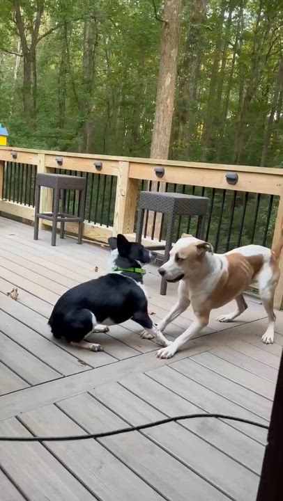 Enlarge Akira, a Adoptable mixed breed in Rochester, NY video 6/6