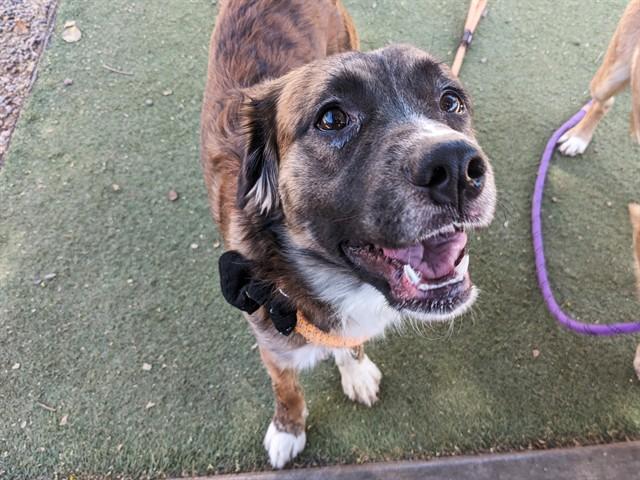 FUNYUN, Adoptable, Young Male Australian Shepherd & German Shepherd Dog.