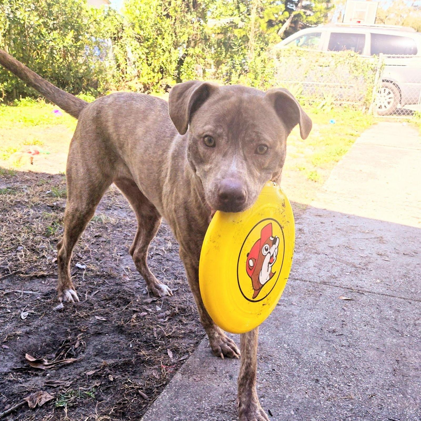 Enlarge Marzen, a Adoptable Labrador Retriever in Tampa, FL image 1/3