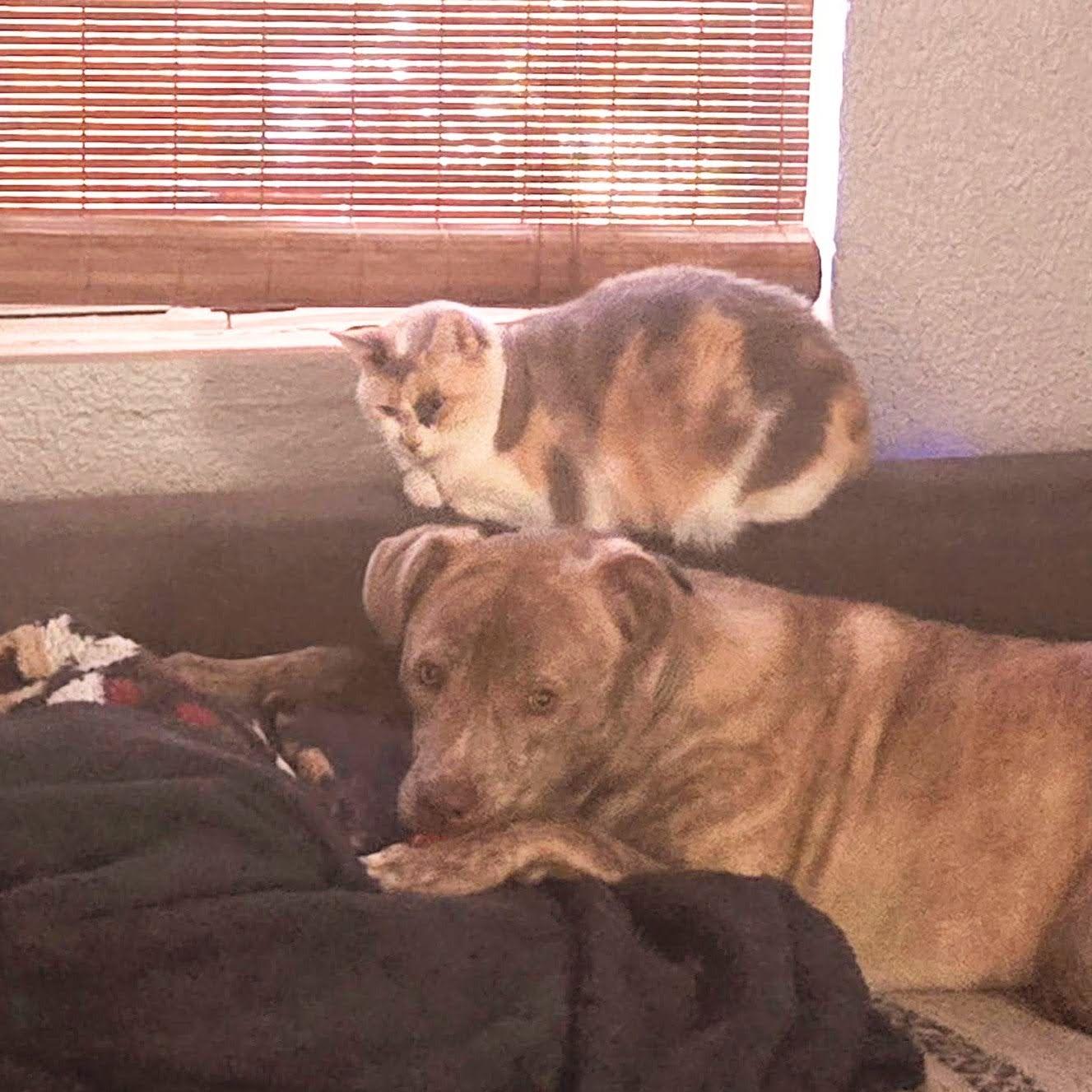 Enlarge Marzen, a Adoptable Labrador Retriever in Tampa, FL image 2/3