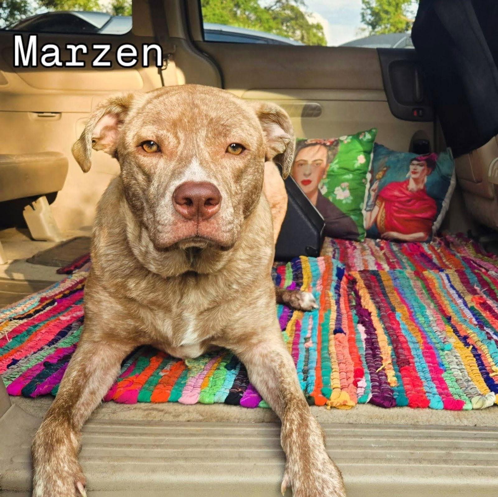 Enlarge Marzen, a Adoptable Labrador Retriever in Tampa, FL image 3/3