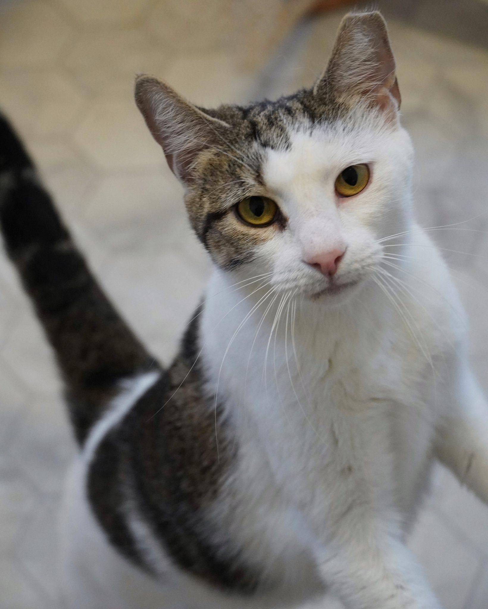 Saira, a Adopted mixed breed in Hershey, PA image 1/6