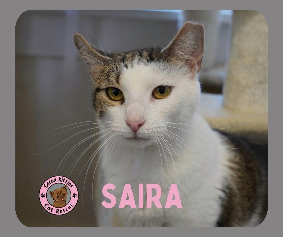 Saira, a Adopted mixed breed in Hershey, PA image 6/6