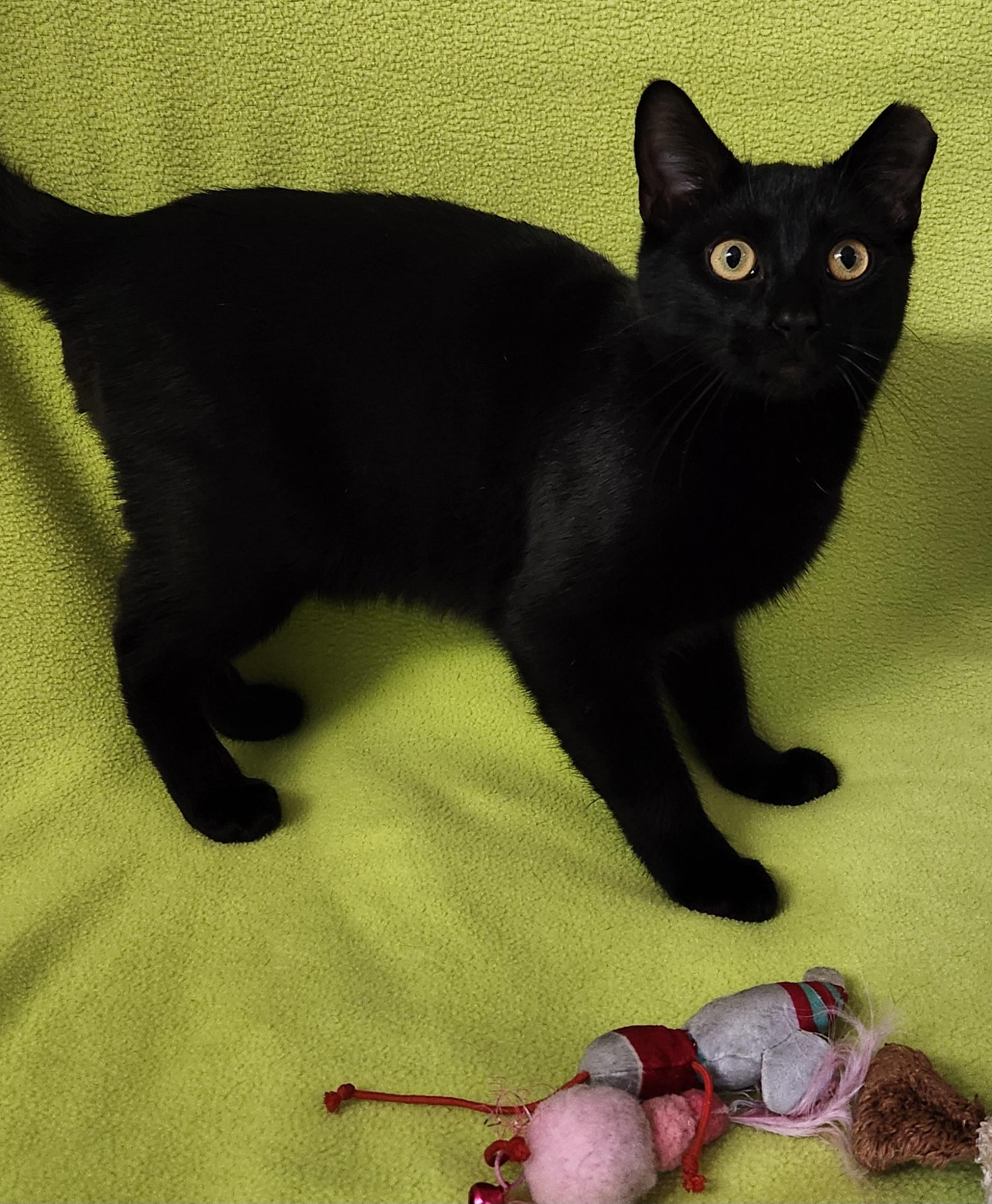 Cedar, a ADOPTABLE Domestic Short Hair in Linden, NJ image 3/6