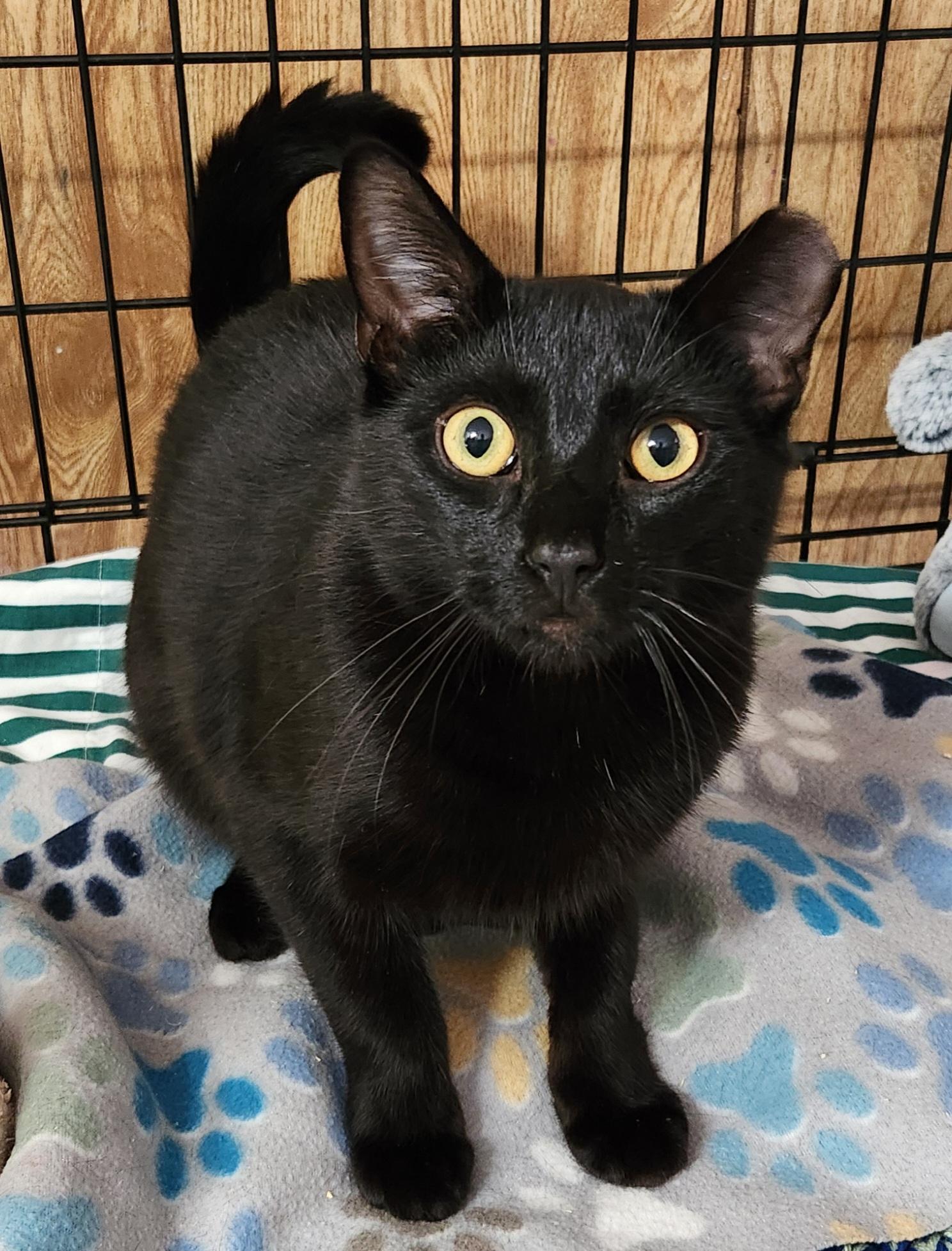 Cedar, a ADOPTABLE Domestic Short Hair in Linden, NJ image 4/6