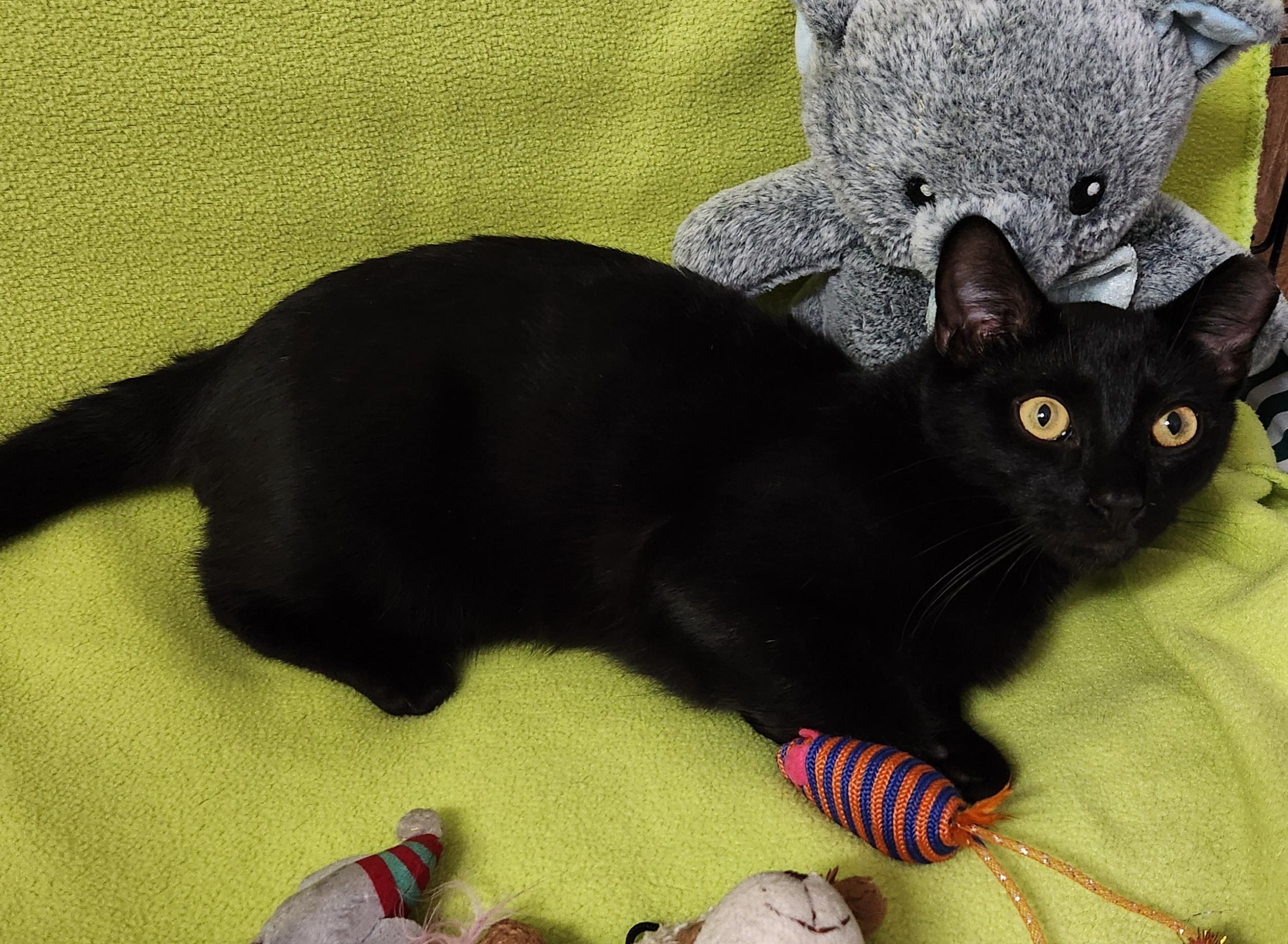 Cedar, a ADOPTABLE Domestic Short Hair in Linden, NJ image 2/6