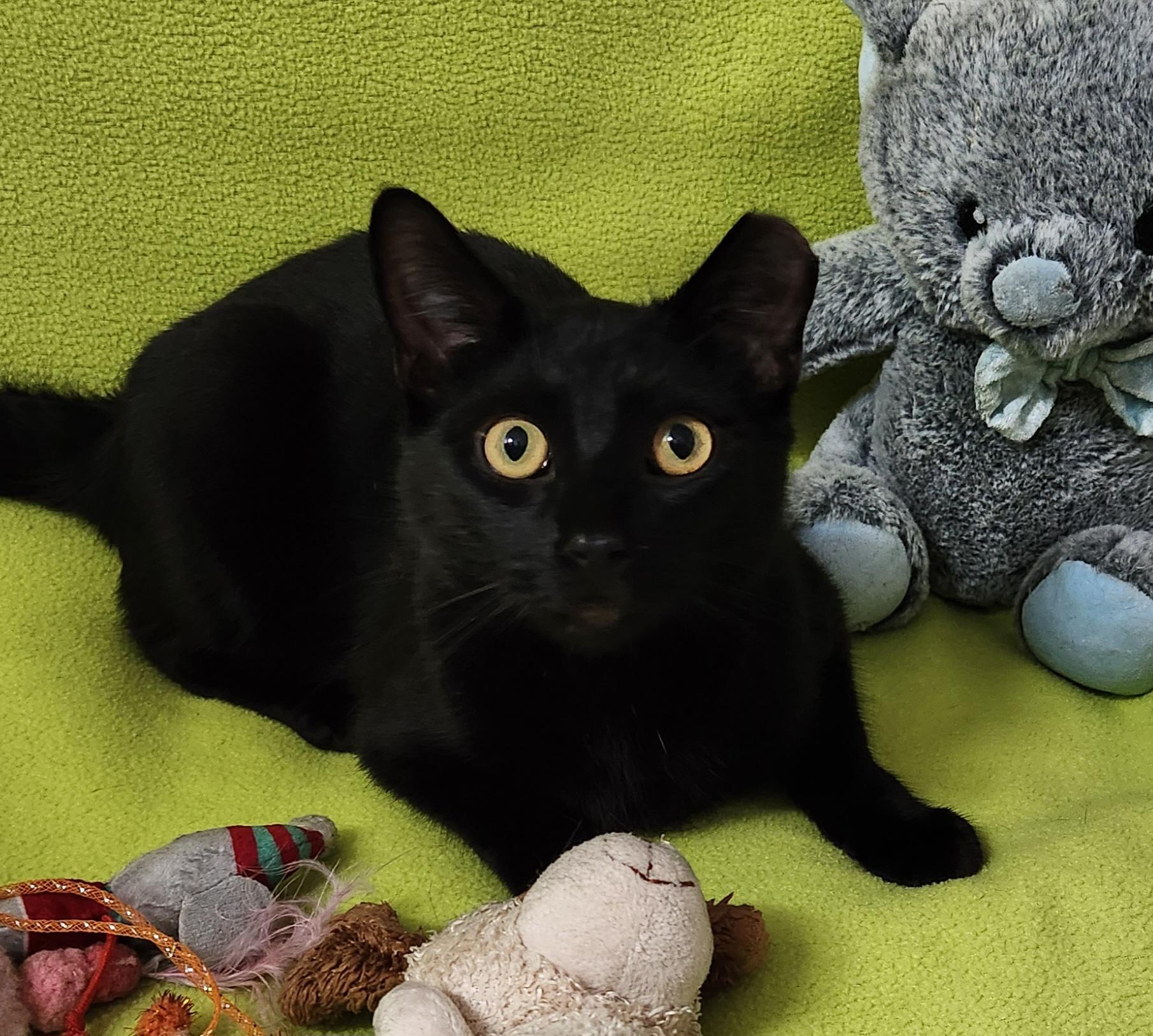 Cedar, a ADOPTABLE Domestic Short Hair in Linden, NJ image 6/6
