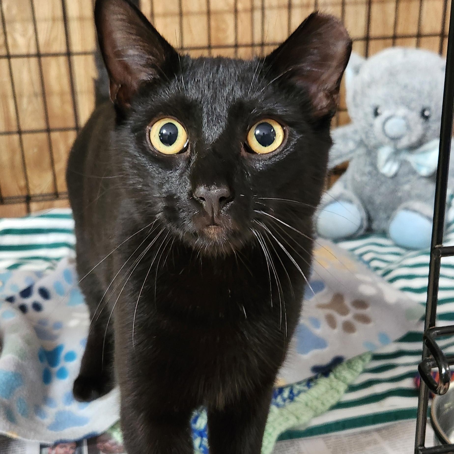 Cedar, a ADOPTABLE Domestic Short Hair in Linden, NJ image 5/6