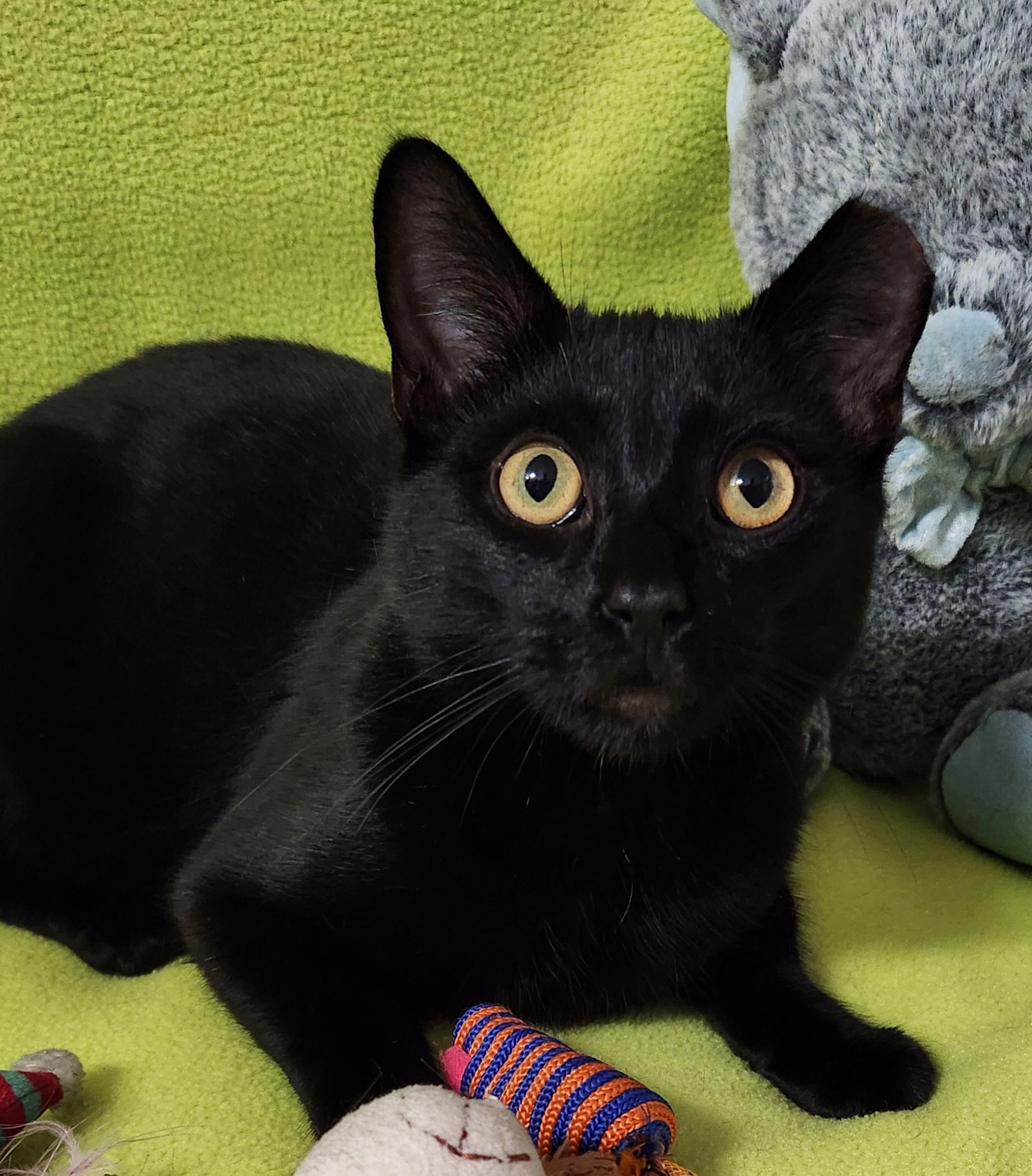 Cedar, ADOPTABLE, Young Male Domestic Short Hair.