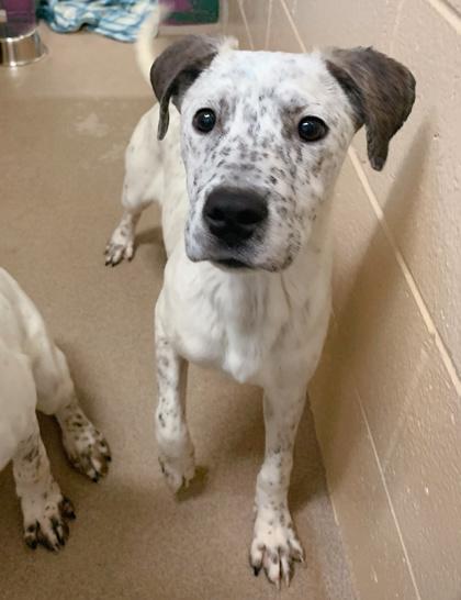 Enlarge Chere, a Adoptable mixed breed in Madison, WI image 1/3