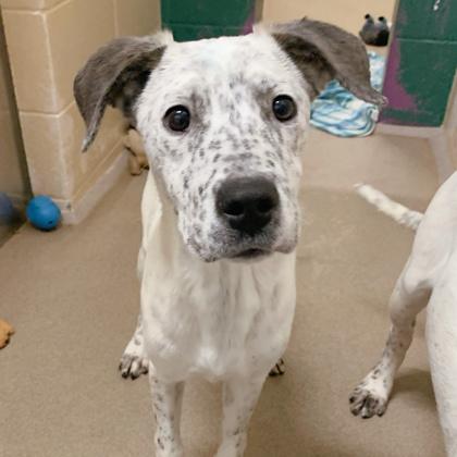 Enlarge Chere, a Adoptable mixed breed in Madison, WI image 2/3