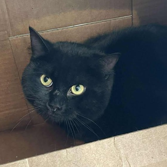 Enlarge Xenon, an adopted Domestic Short Hair in Winthrop, ME image 1/2