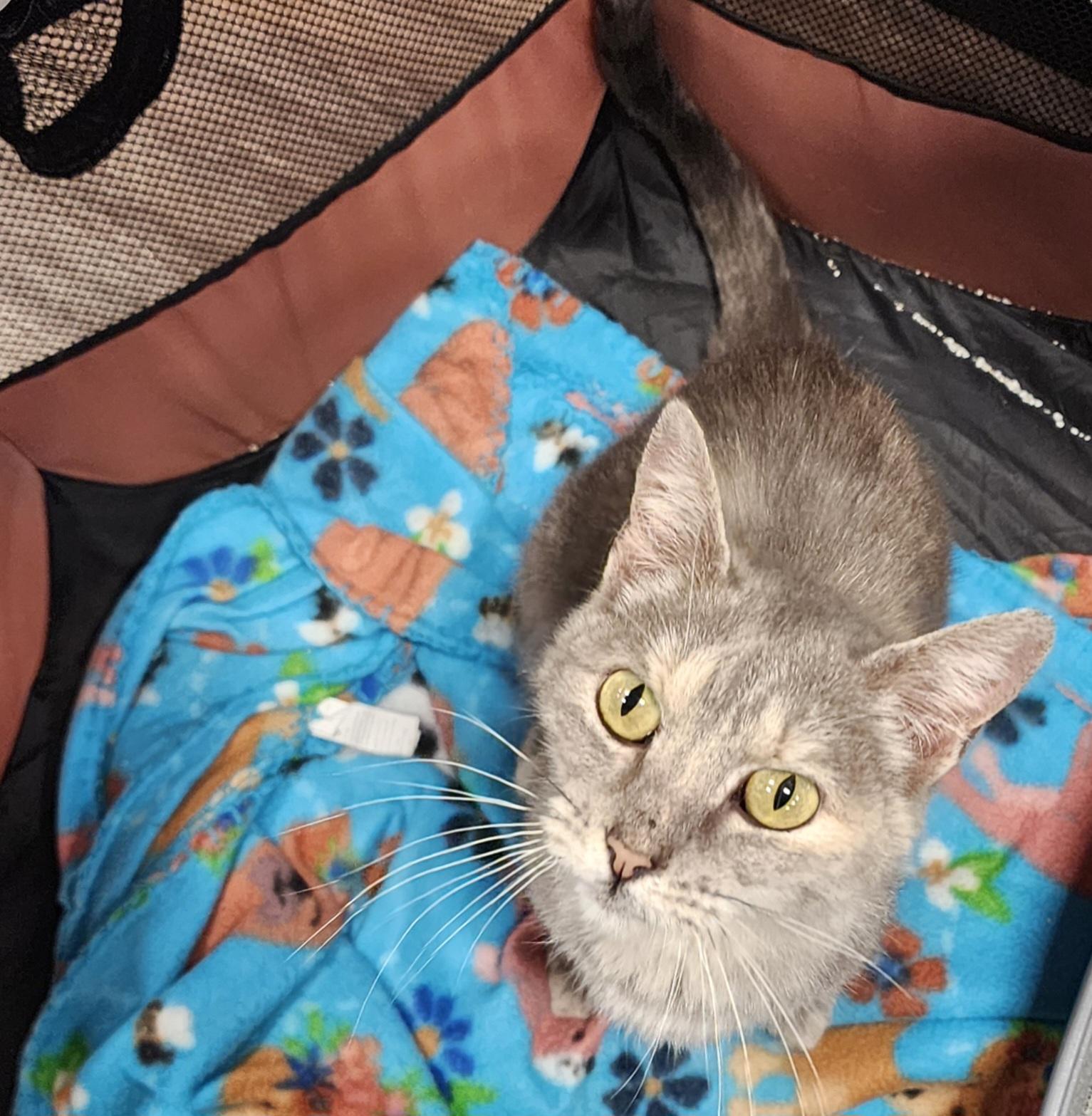 Enlarge Taylor, a ADOPTABLE Domestic Short Hair in Springdale, AR image 2/3