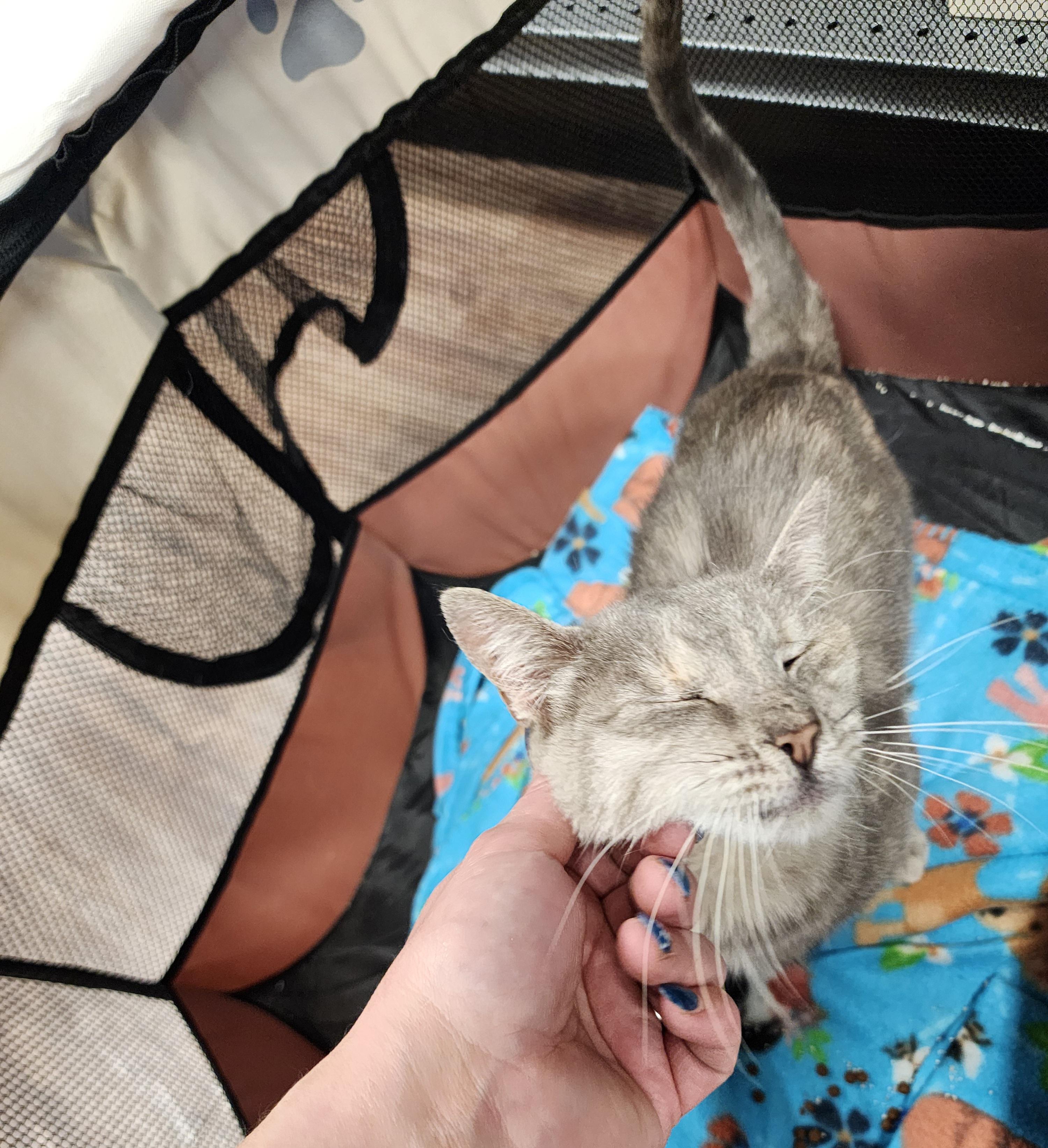 Enlarge Taylor, a ADOPTABLE Domestic Short Hair in Springdale, AR image 3/3