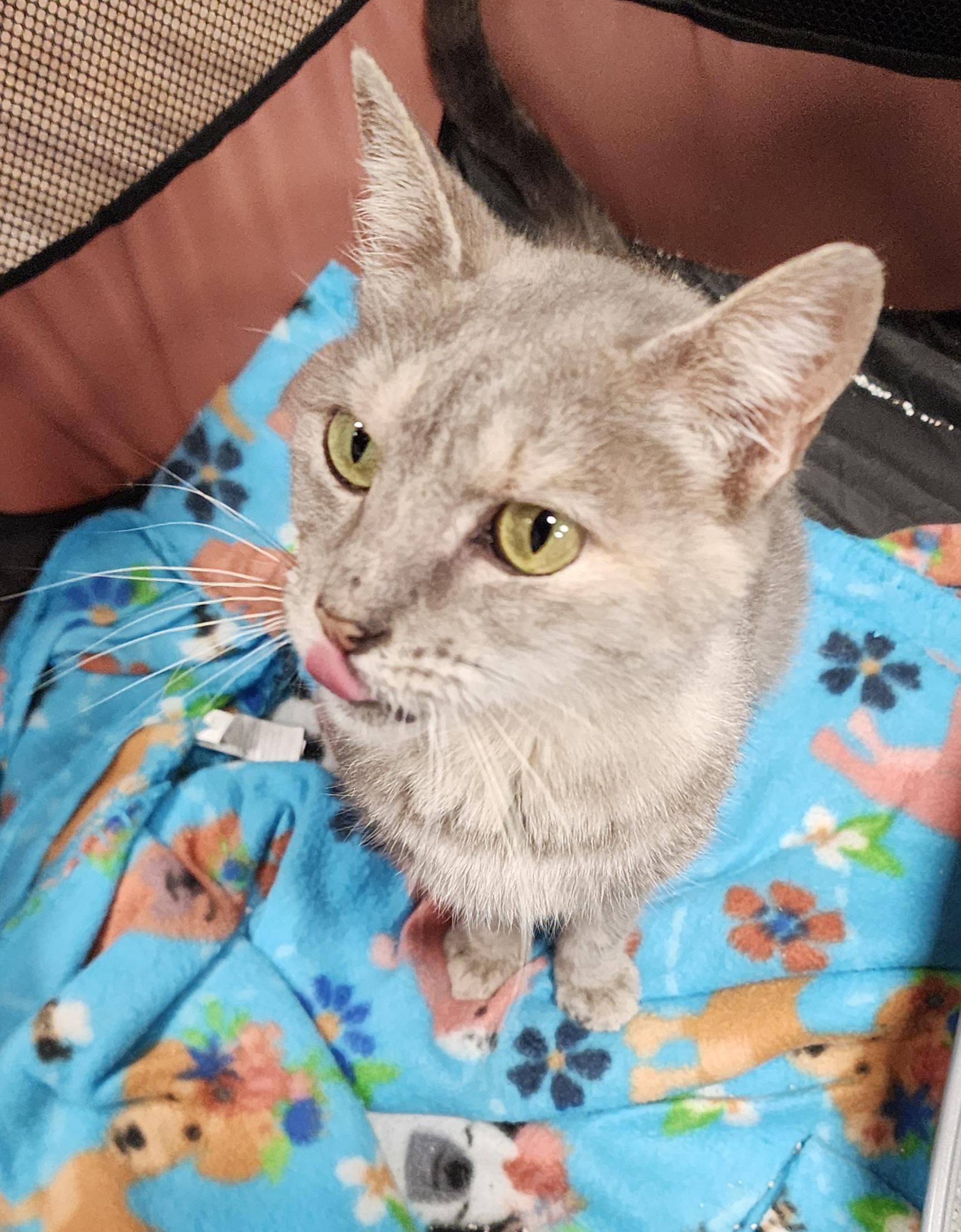 Taylor, ADOPTABLE, Adult Female Domestic Short Hair.