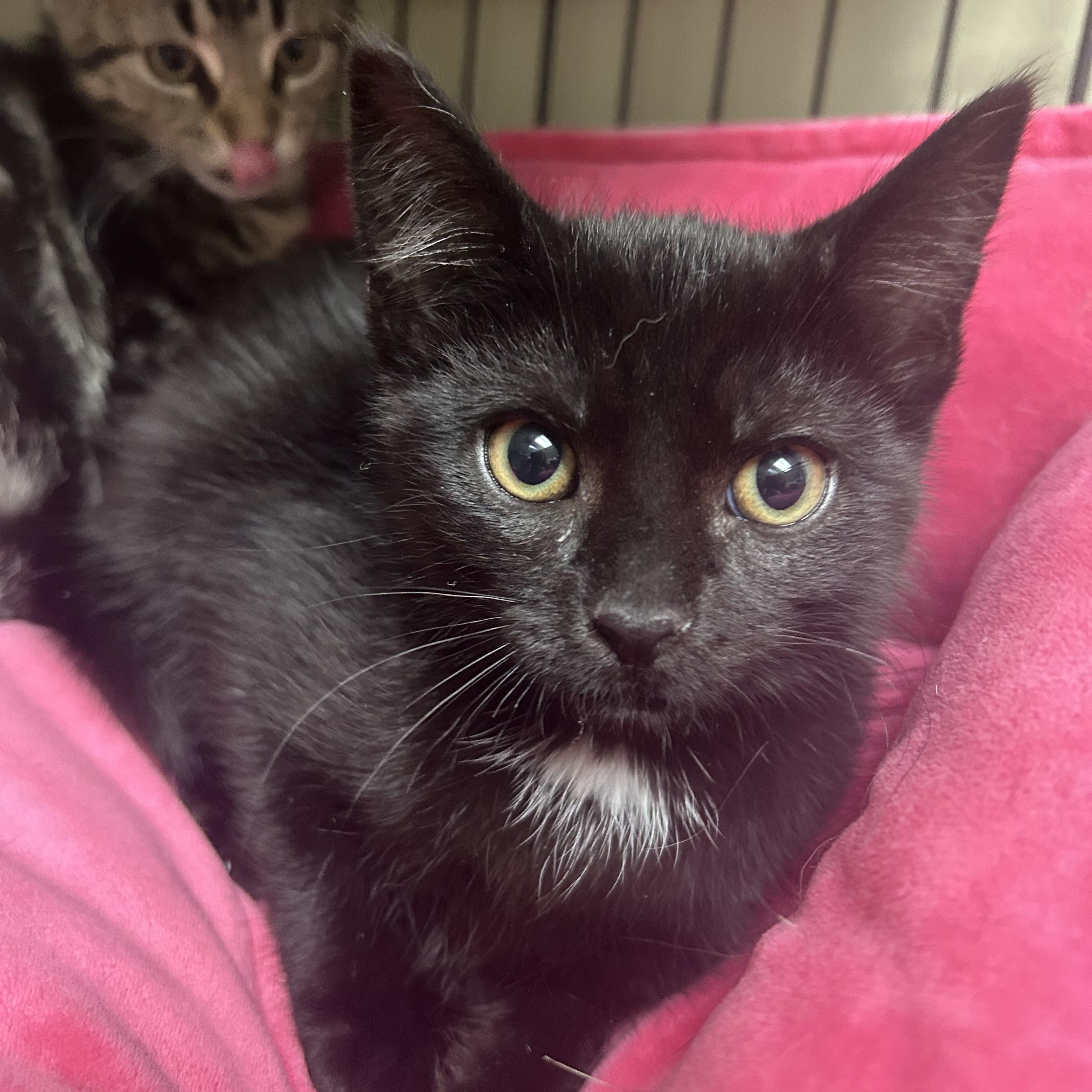 Jett, a ADOPTABLE Domestic Short Hair in Cape May, NJ image 2/2