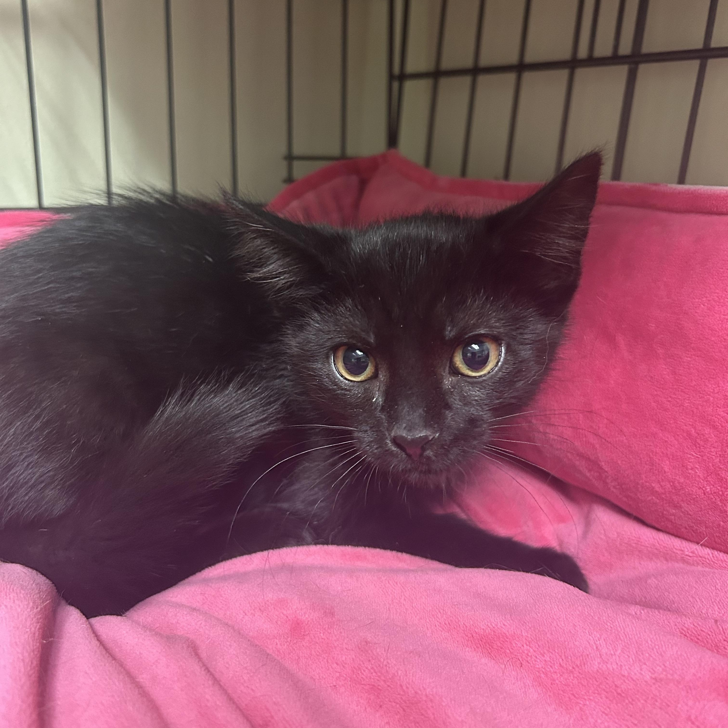 Jett, ADOPTABLE, Kitten Male Domestic Short Hair.