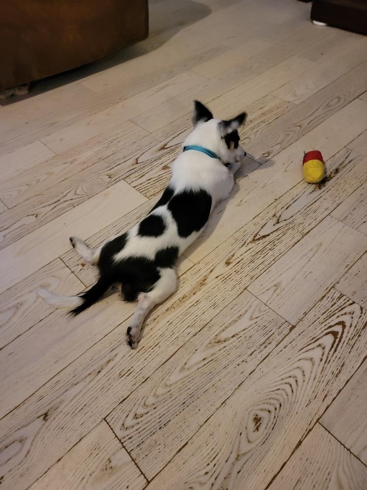 Tony, a Adoptable mixed breed image 2/4