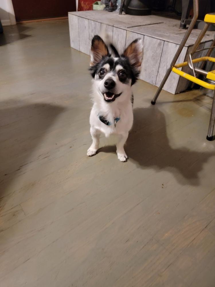 Tony, a Adoptable mixed breed image 3/4